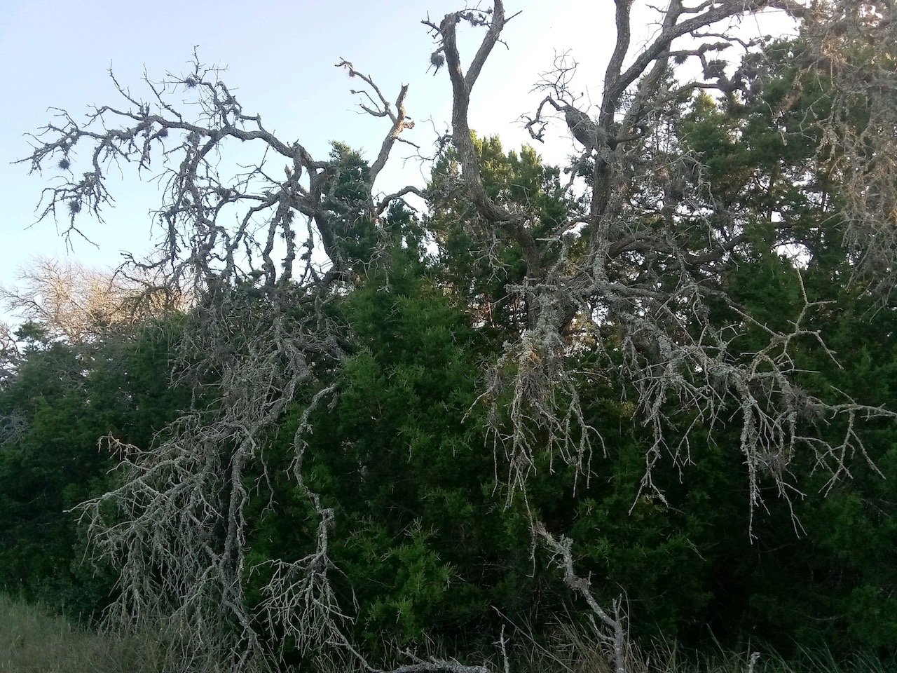 Newly Discovered Oak Wilt Near Mystic Shores