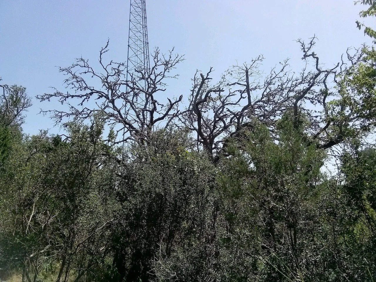 Newly Discovered Oak Wilt Near Mystic Shores