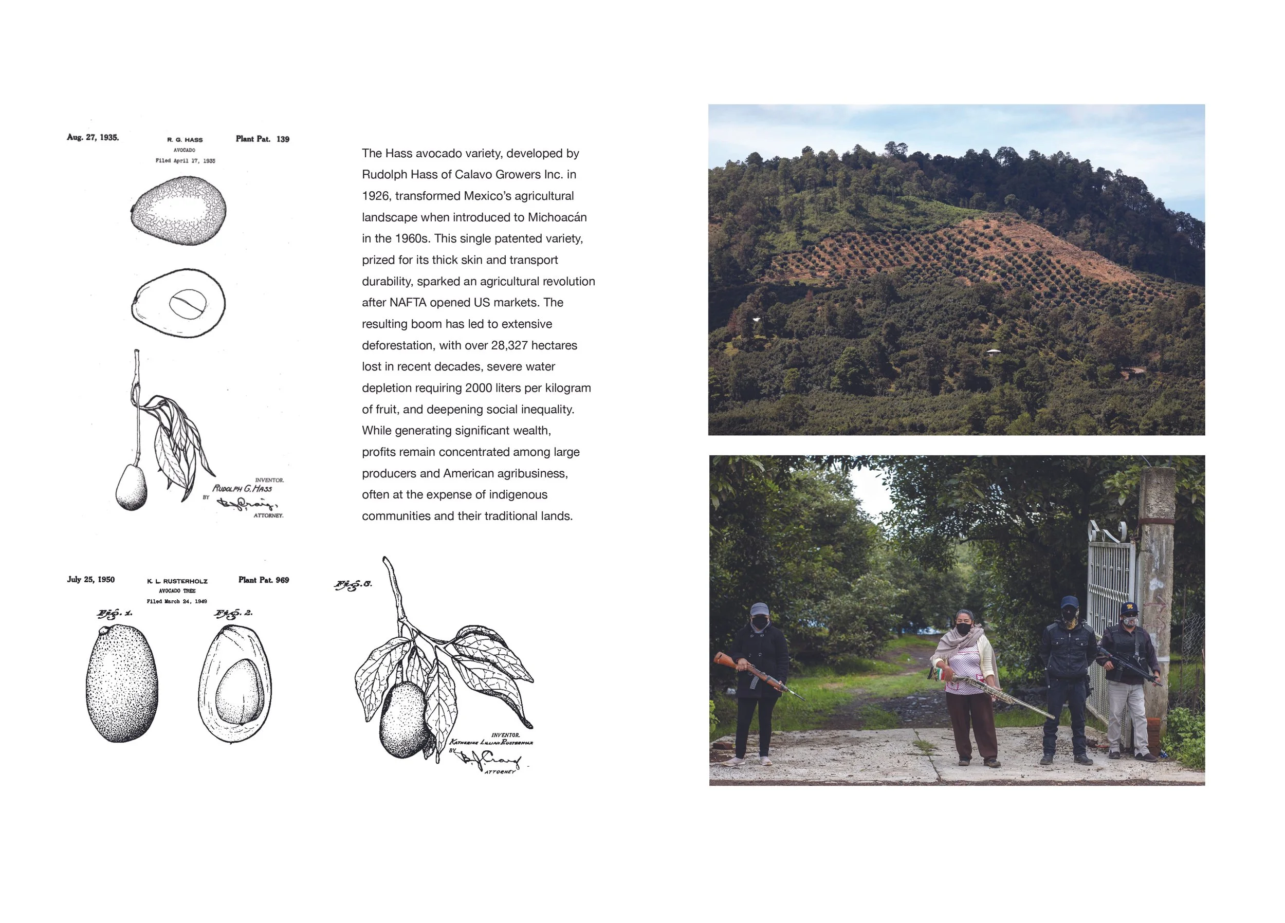 Criminal organizations, particularly the Caballeros Templarios, heavily infiltrated Michoacán’s avocado industry between 2011-2013, demanding extortion payments of approximately 2,000 pesos per hectare from producers, controlling Local Plant Health B