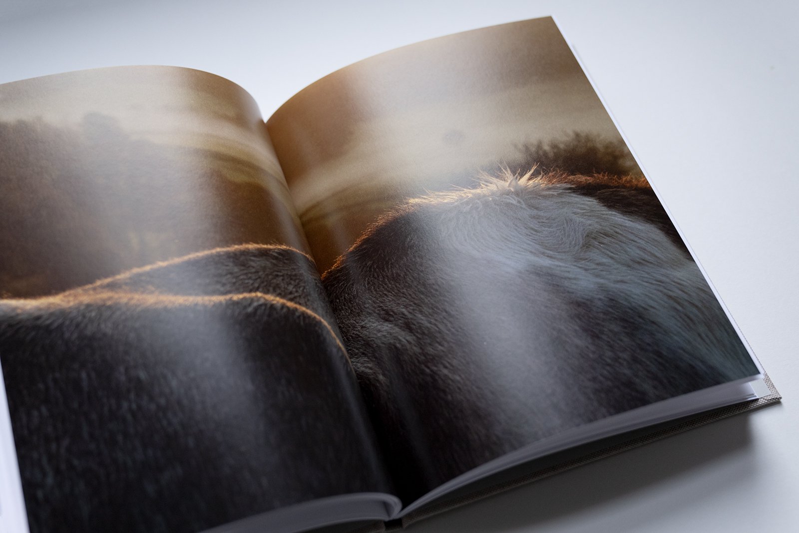 Cowspines-bookphotos-4.jpeg