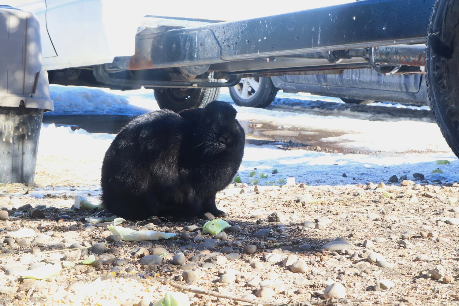 Wild Rabbit Rescue Wild Rose Rabbit Rescue