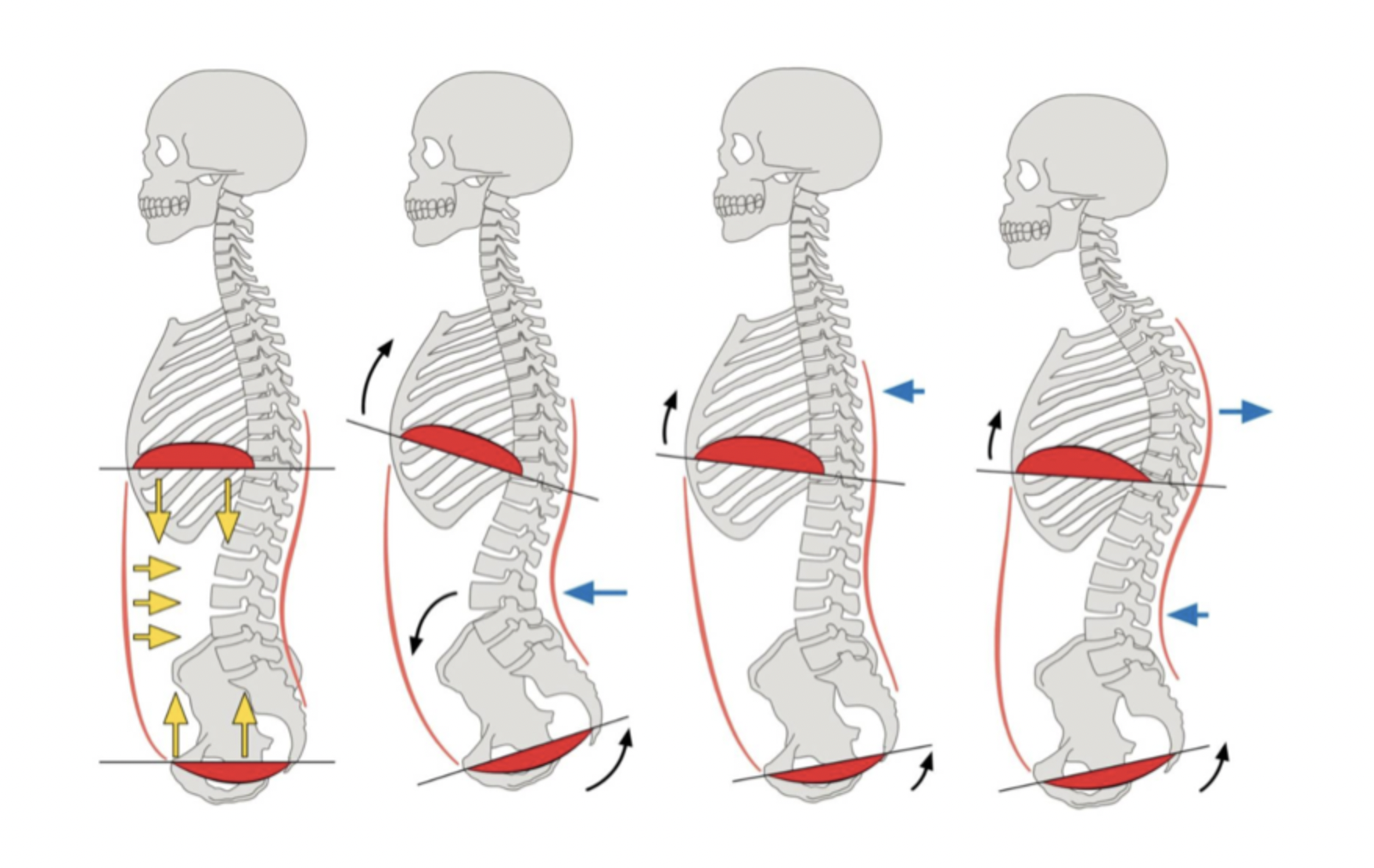 Diaphragm And Pelvic Floor Alignment Empower Diaphragm And Pelvic Floor Alignment Empower