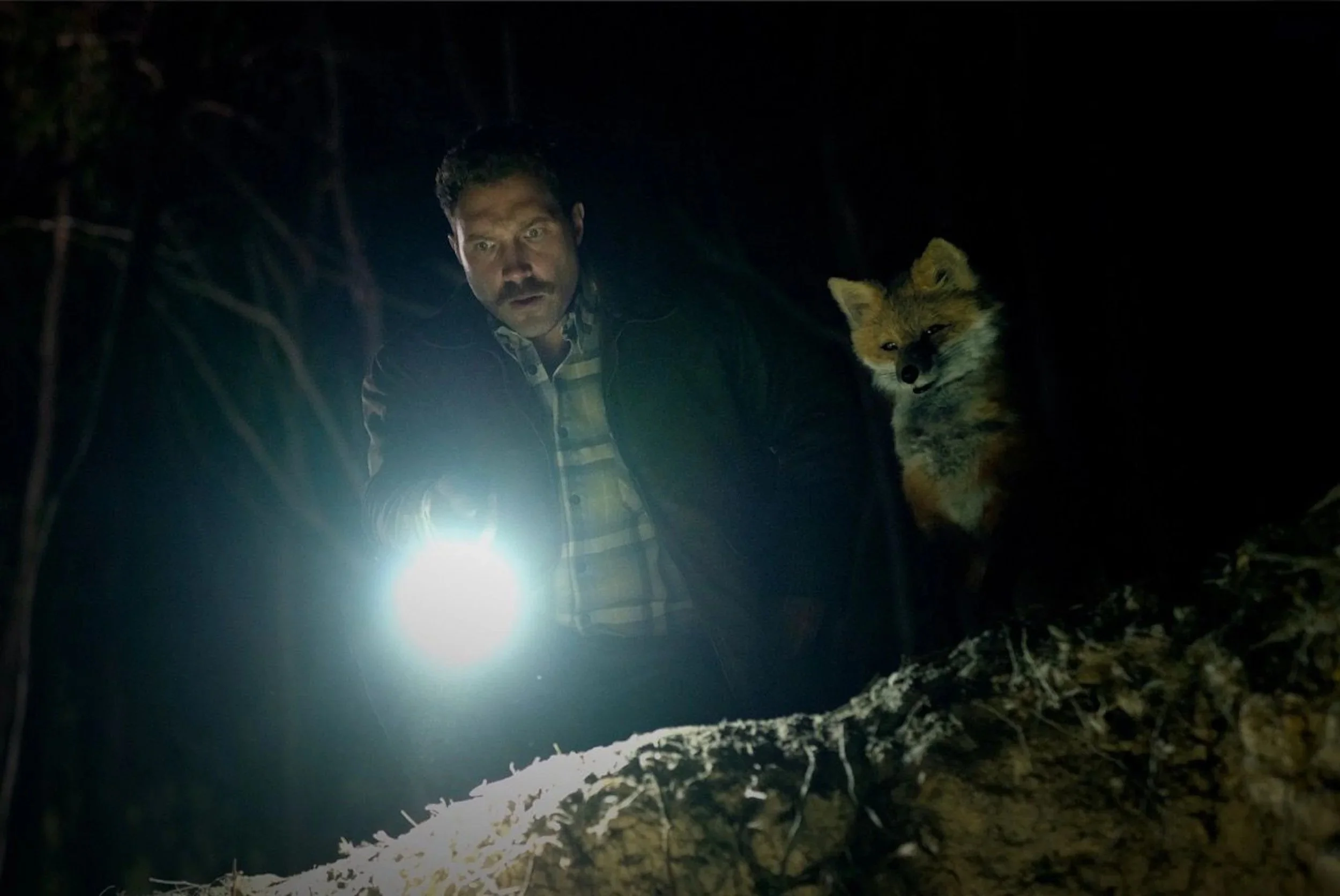 The+Fox.jpg