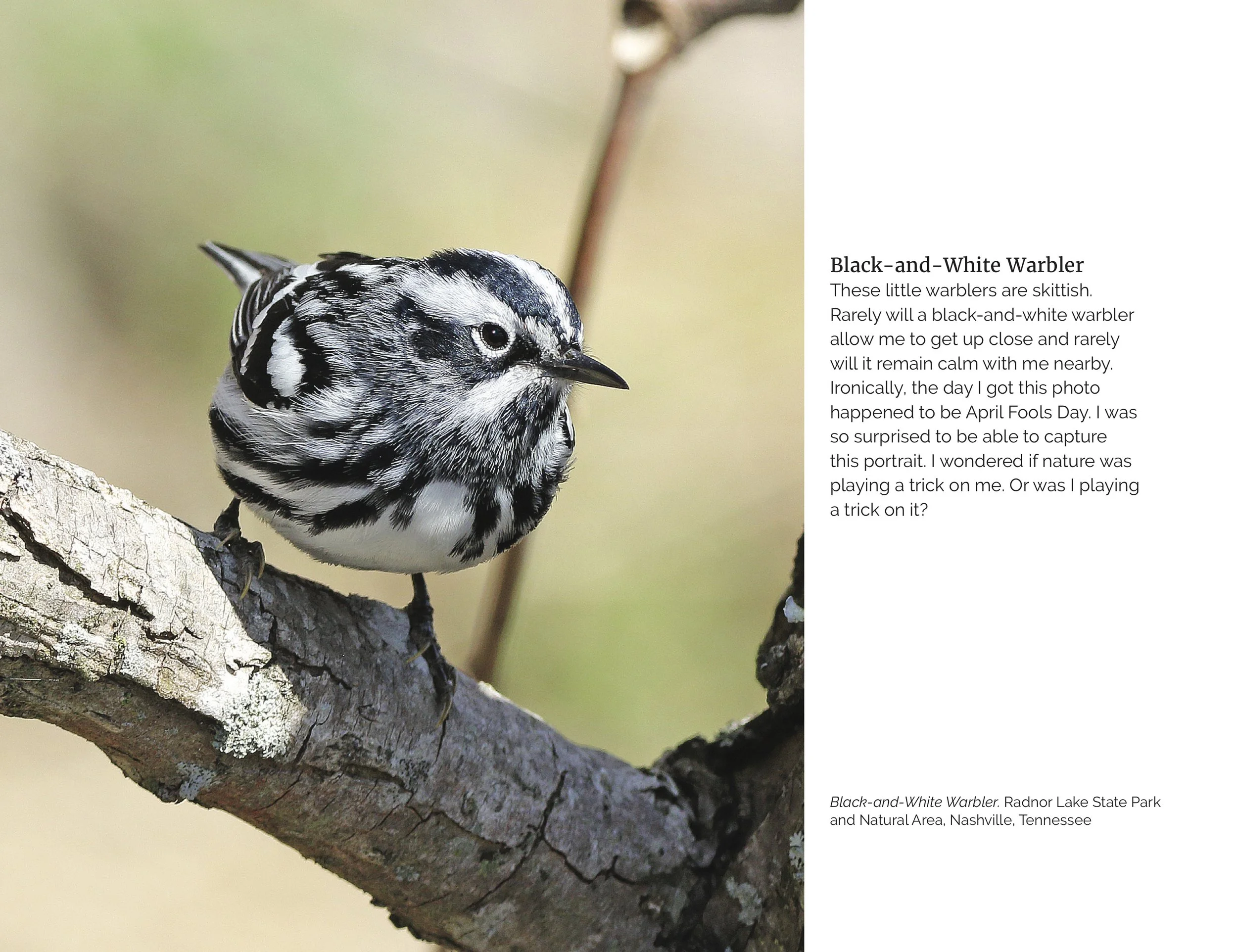 Moments with Birds INTERIORSVideo3FinalLarge.jpg