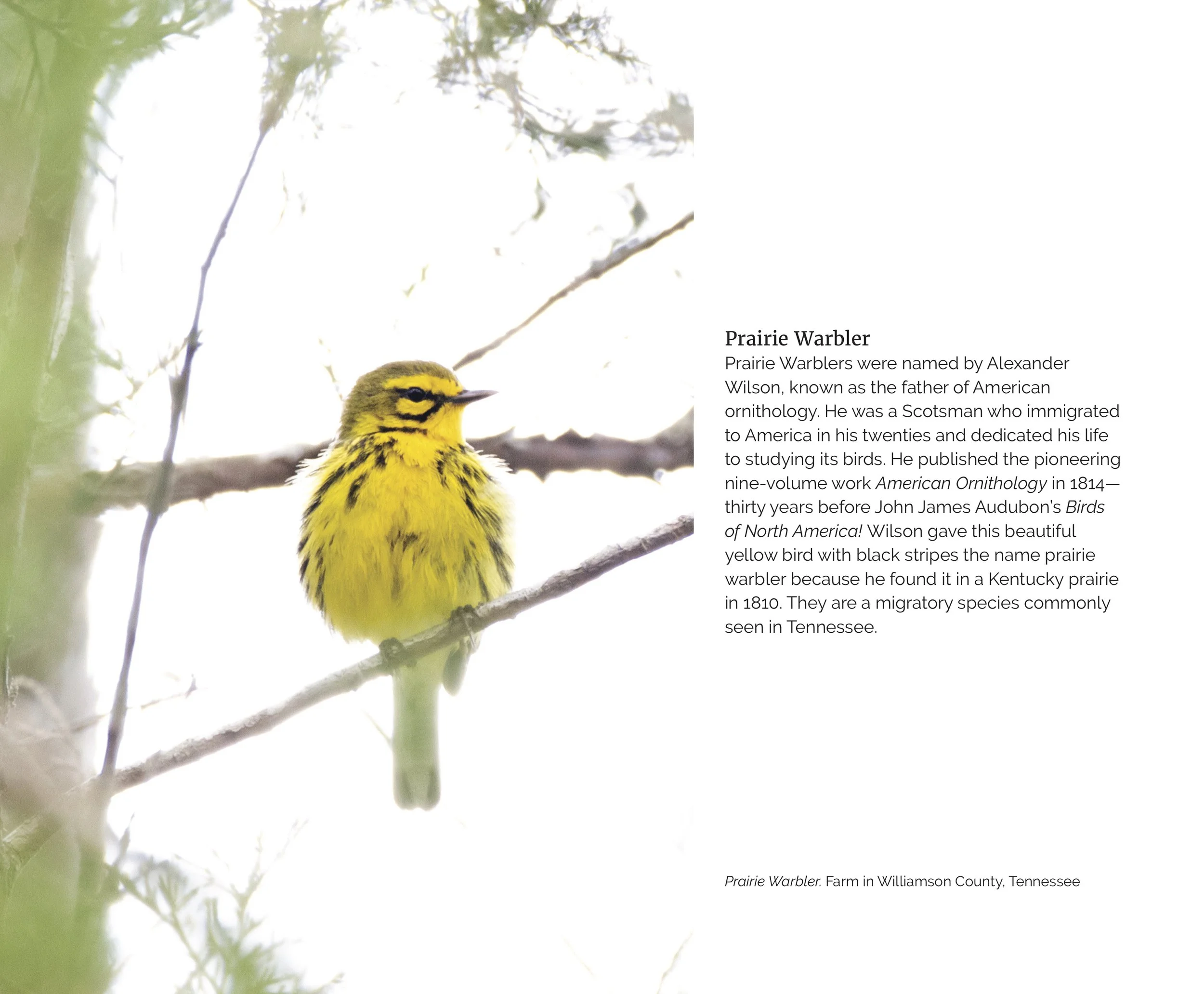 Moments with Birds Video5INTERIORSFinal.jpg