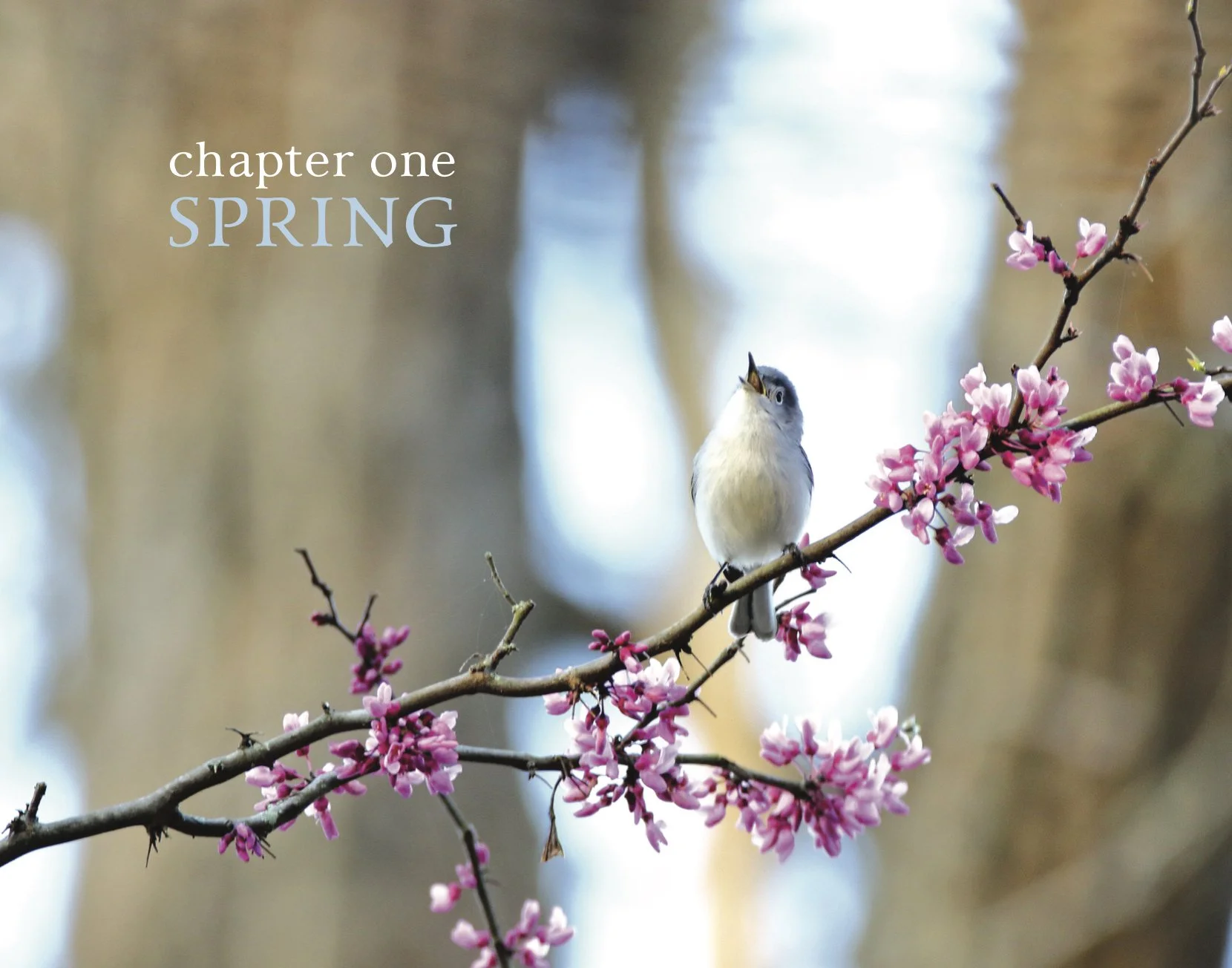 MomentswithBirds INTERIORSFinal2.jpg