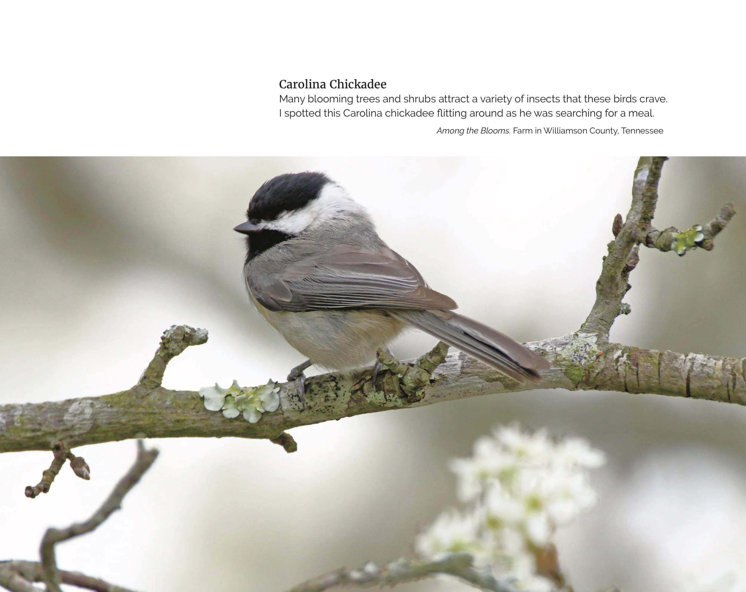 Moments with Birds Video6INTERIORSFinal.jpg