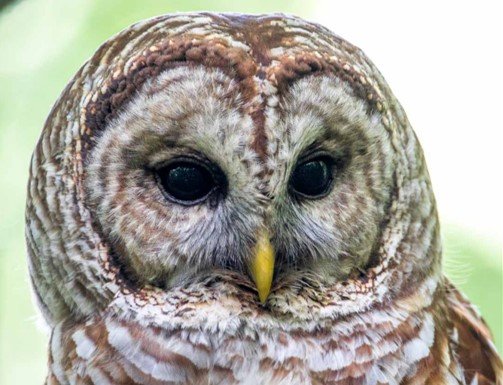 Barred Owl.jpg