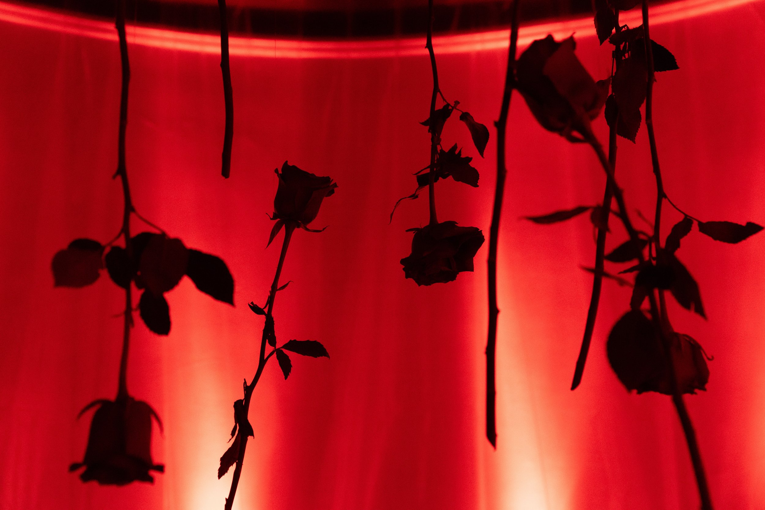 HOW_ROSAS HORIZONTAL.jpg