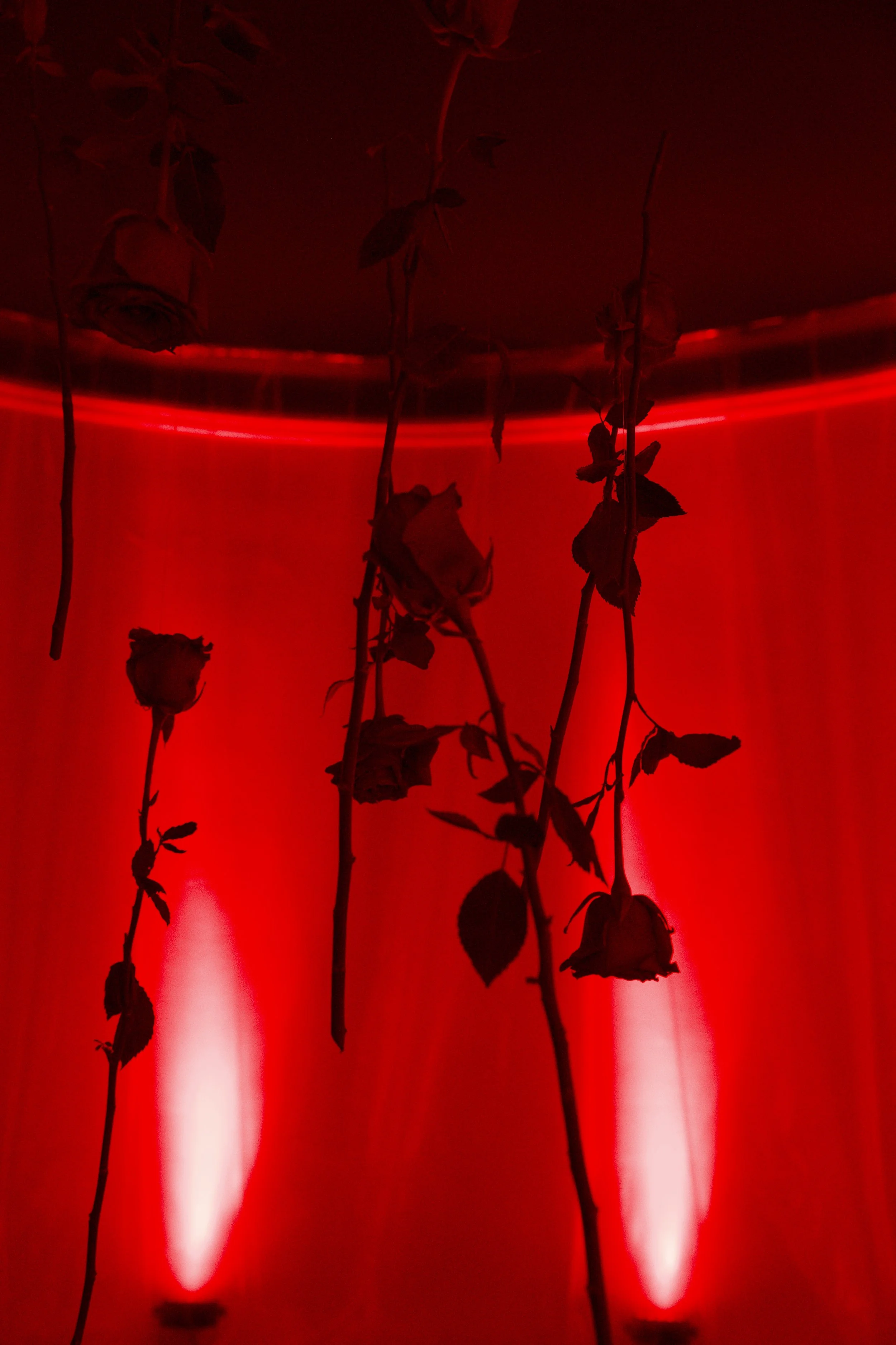 how_rosas vertical.jpg