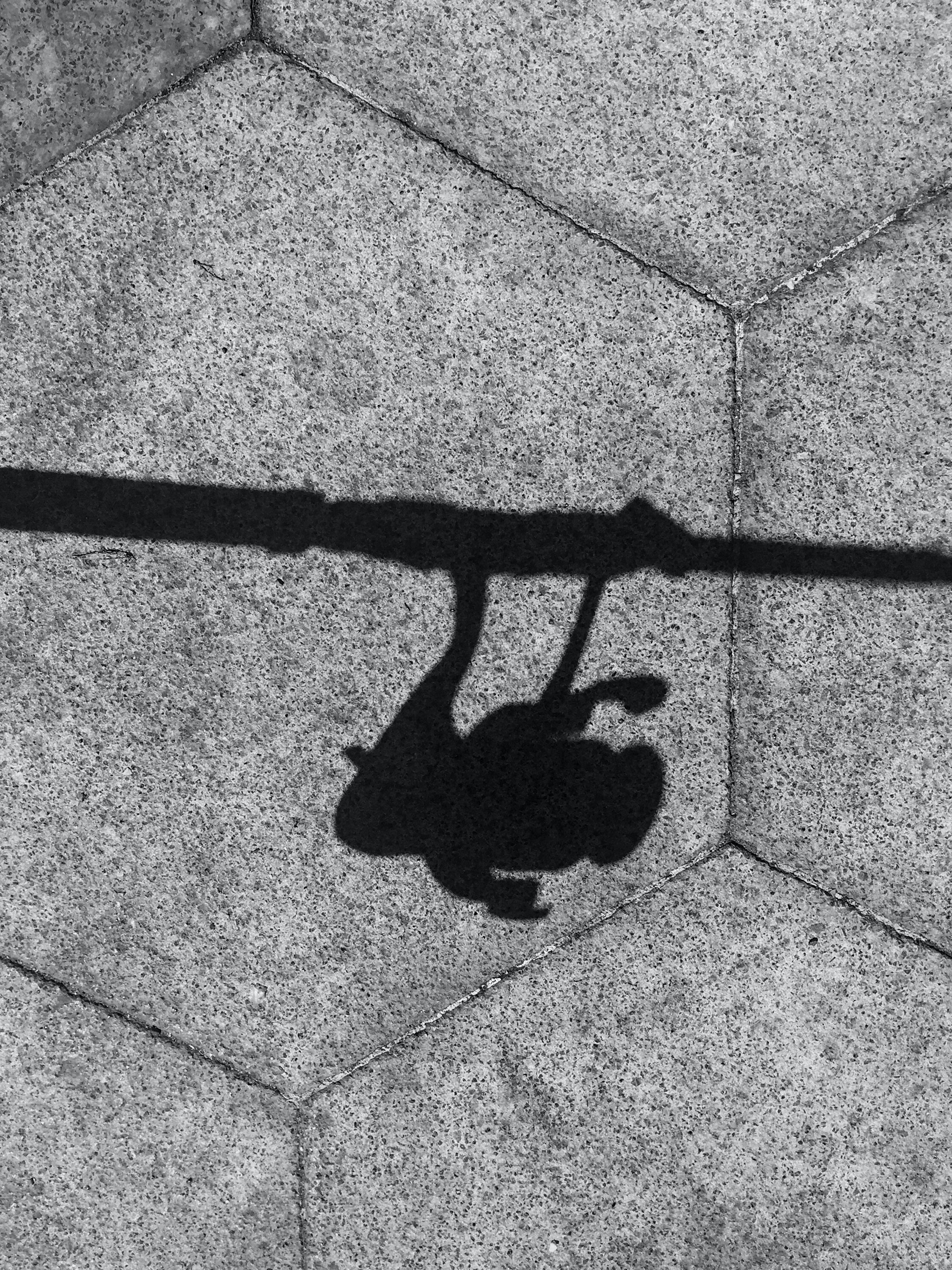 THE SHADOW OF YOUR ROD & REEL