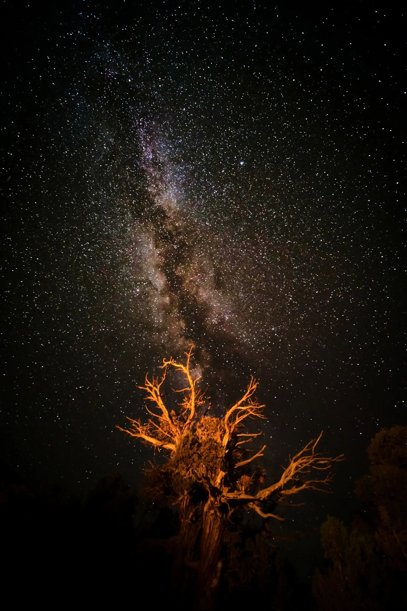 Branches of the Cosmos by Frank Willmann