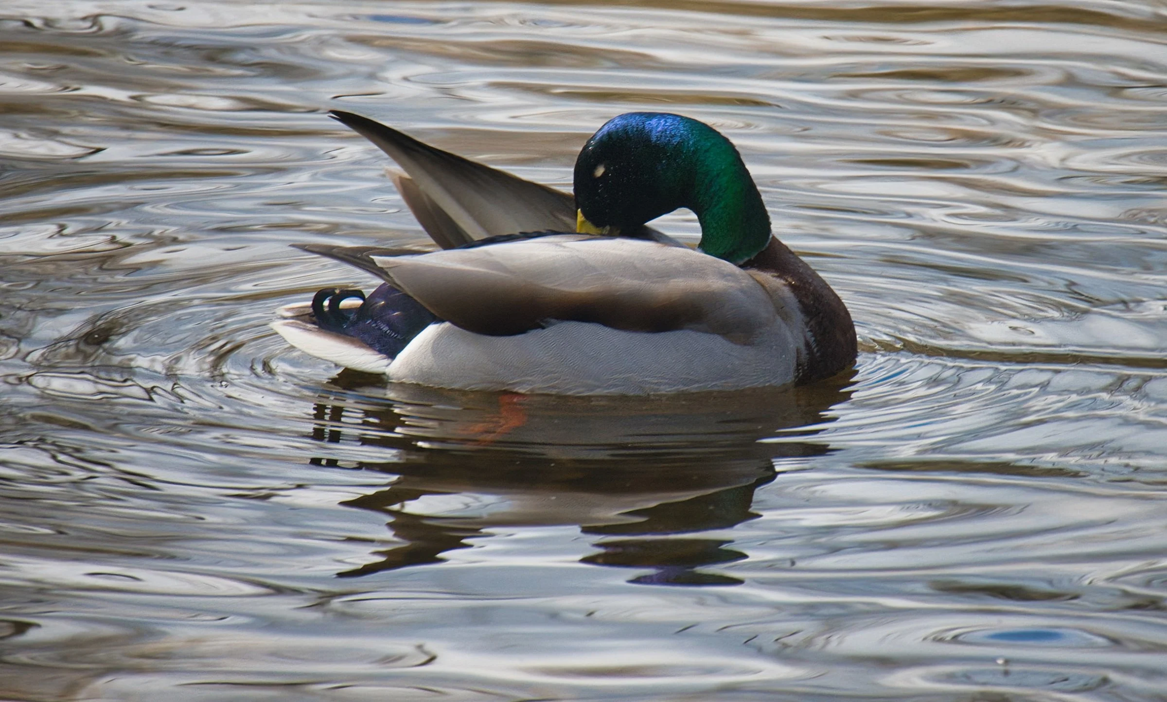 Mallard in Water by Paul Brians
