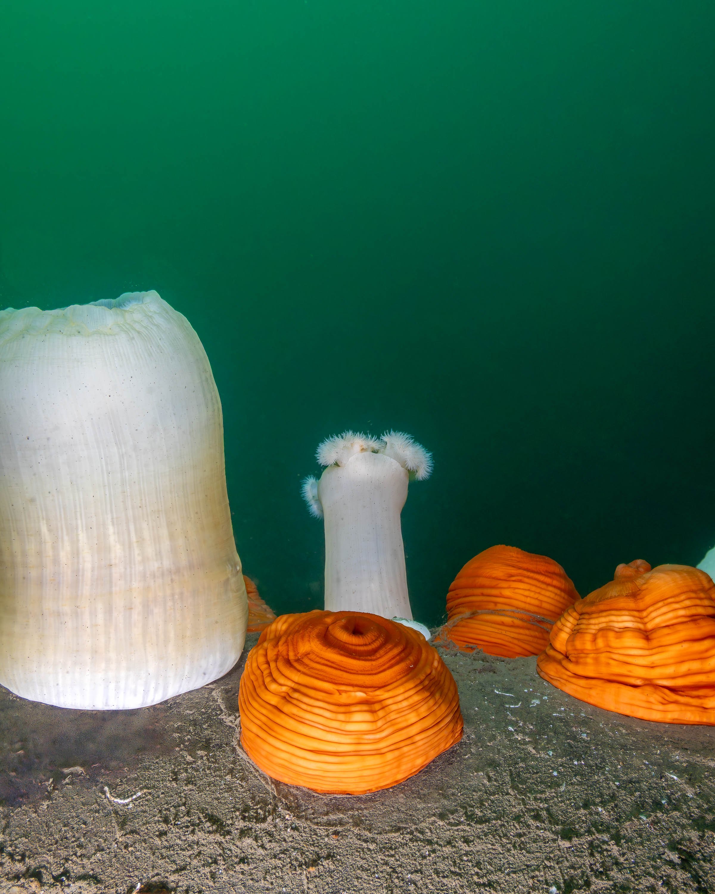 Concentric Circles by Steve Hannuksela