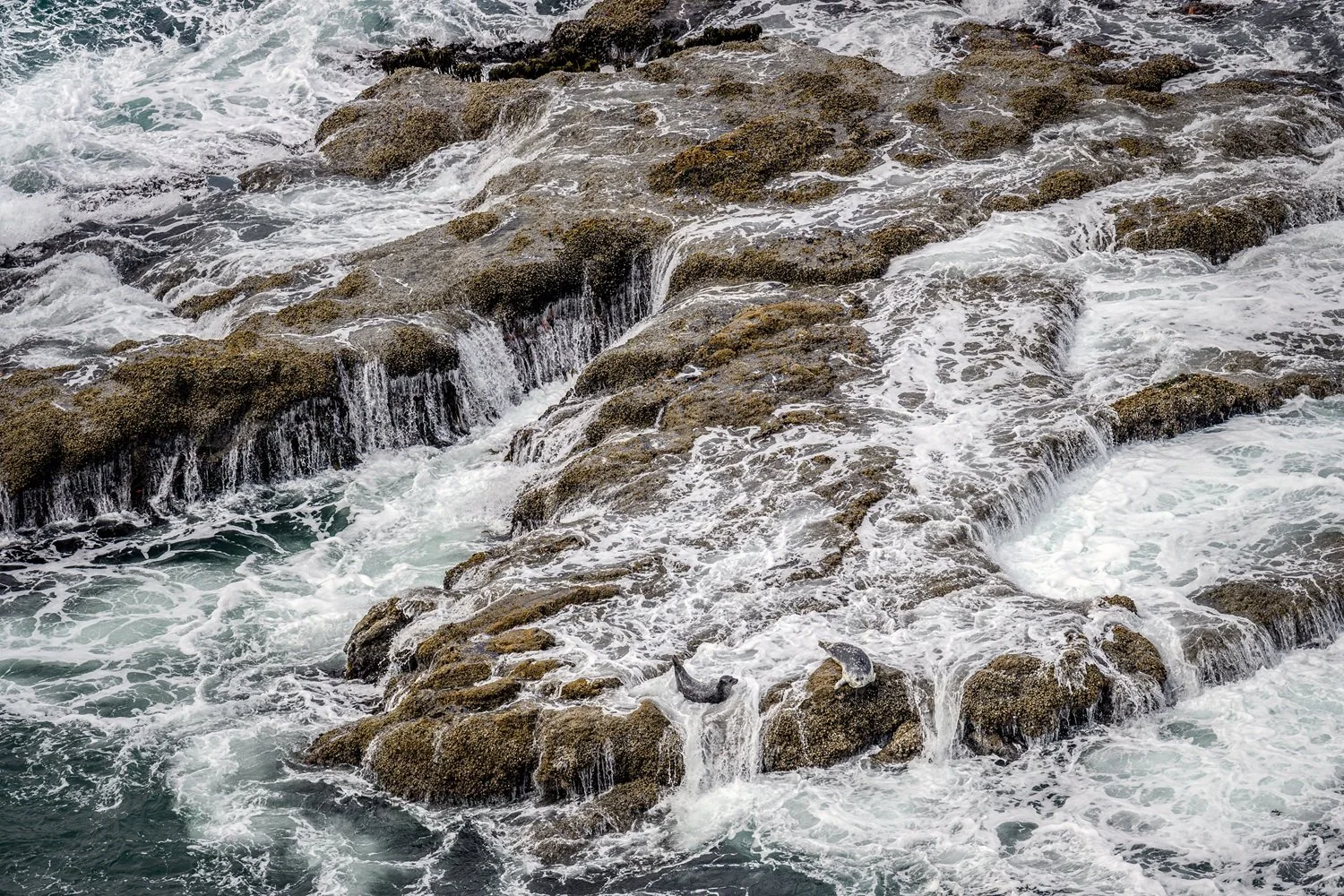 Water, Rocks and Seals by Robert Ardinger