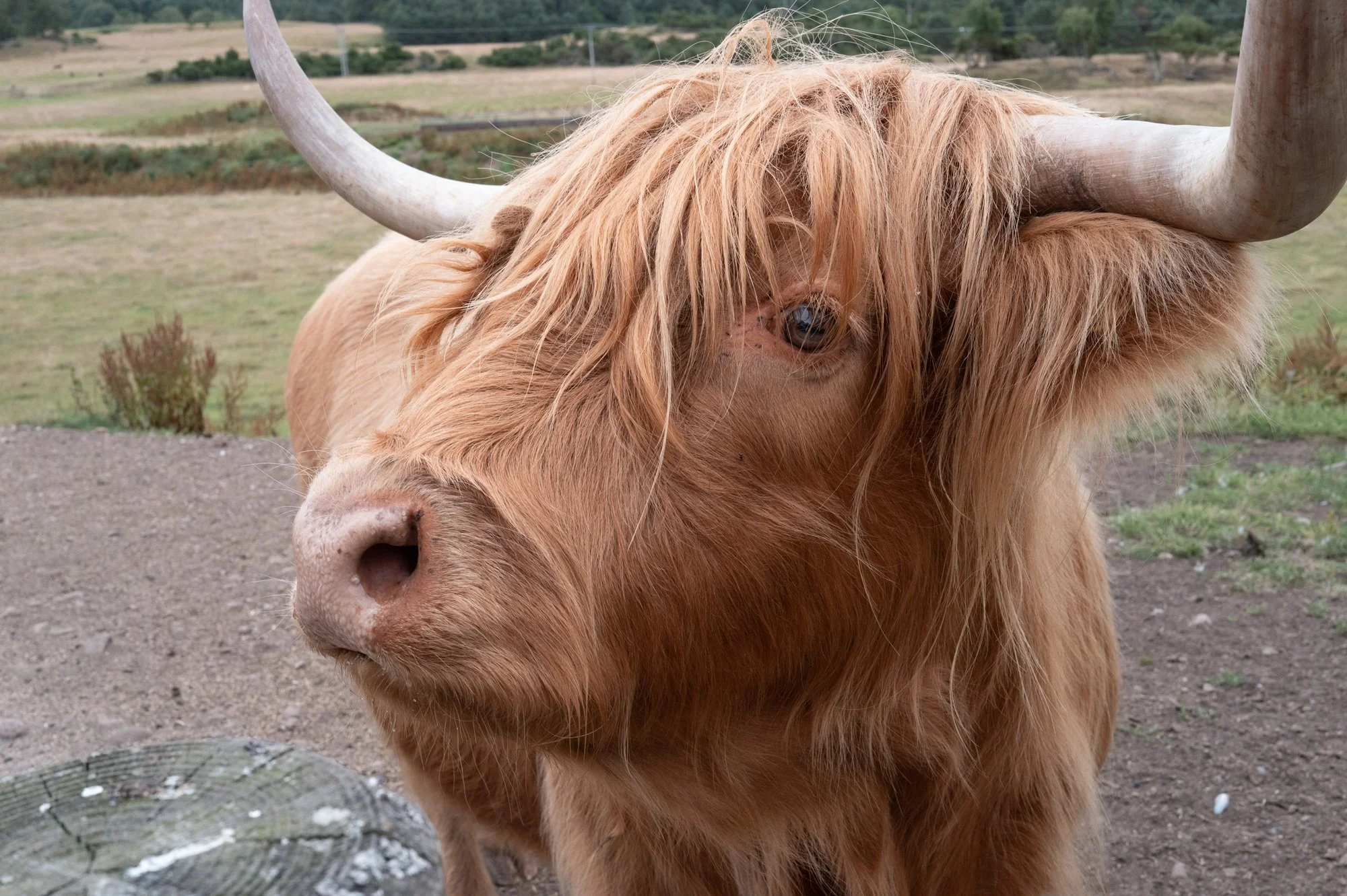 Coo (Before) by Robert Ardinger