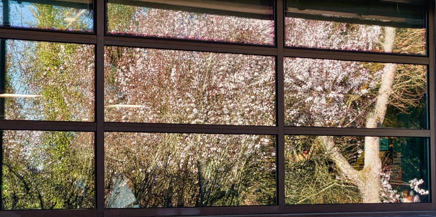 Plum Tree Reflection in Terminal Window by Paul Brians