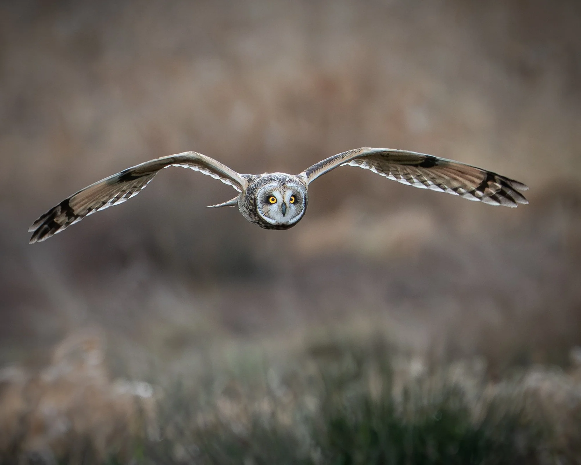  4th Place (88 votes)
Oh, Those Eyes! by Diane Hutchings
