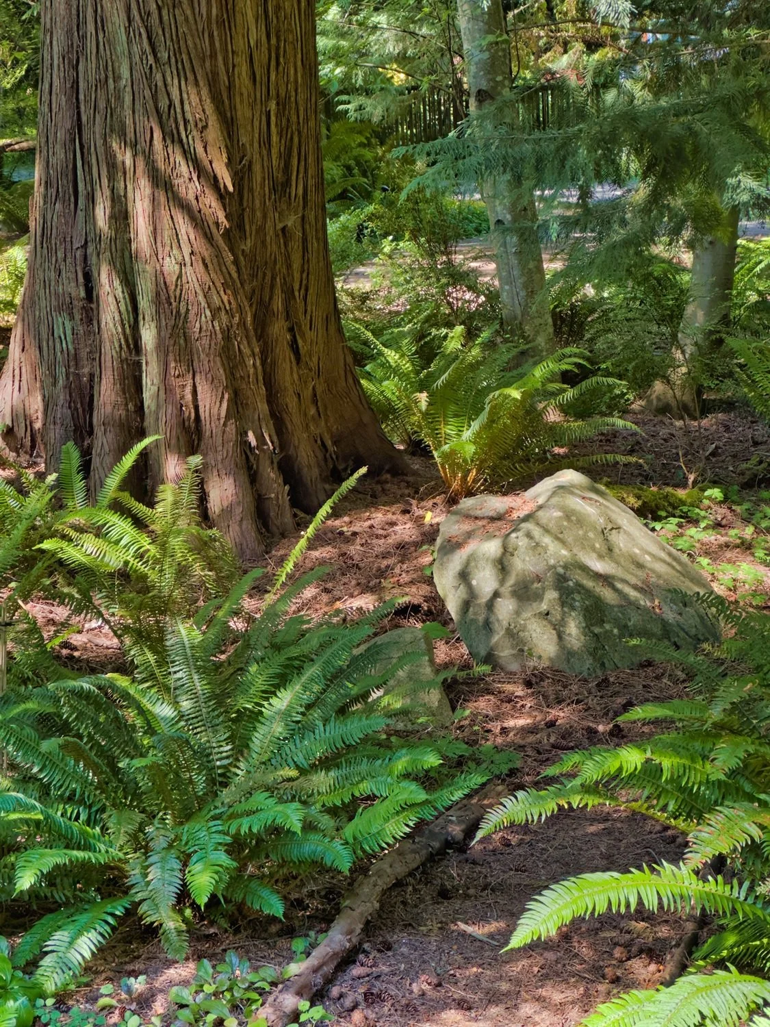 Front Forest Shadows by Paul Brians