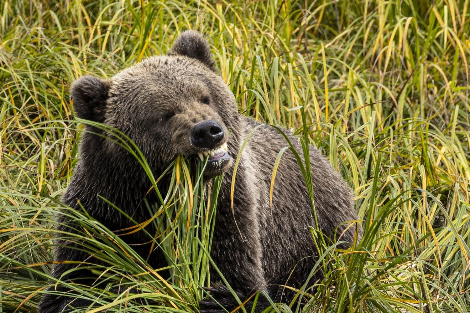 7th Place (72 votes)
Don't Forget to Floss by Bob Rosenbladt 