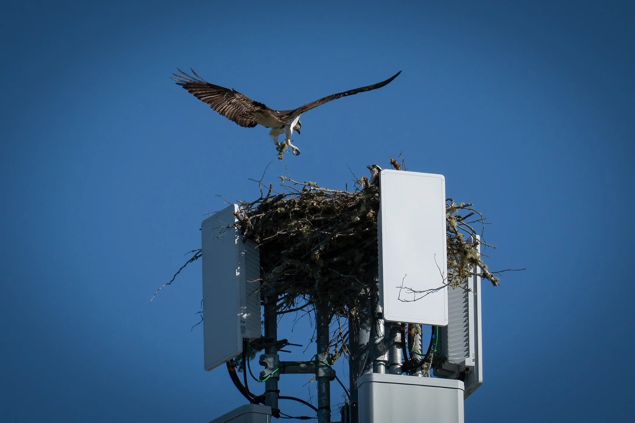 Osprey v. AT&T #2 by Chuck Eklund