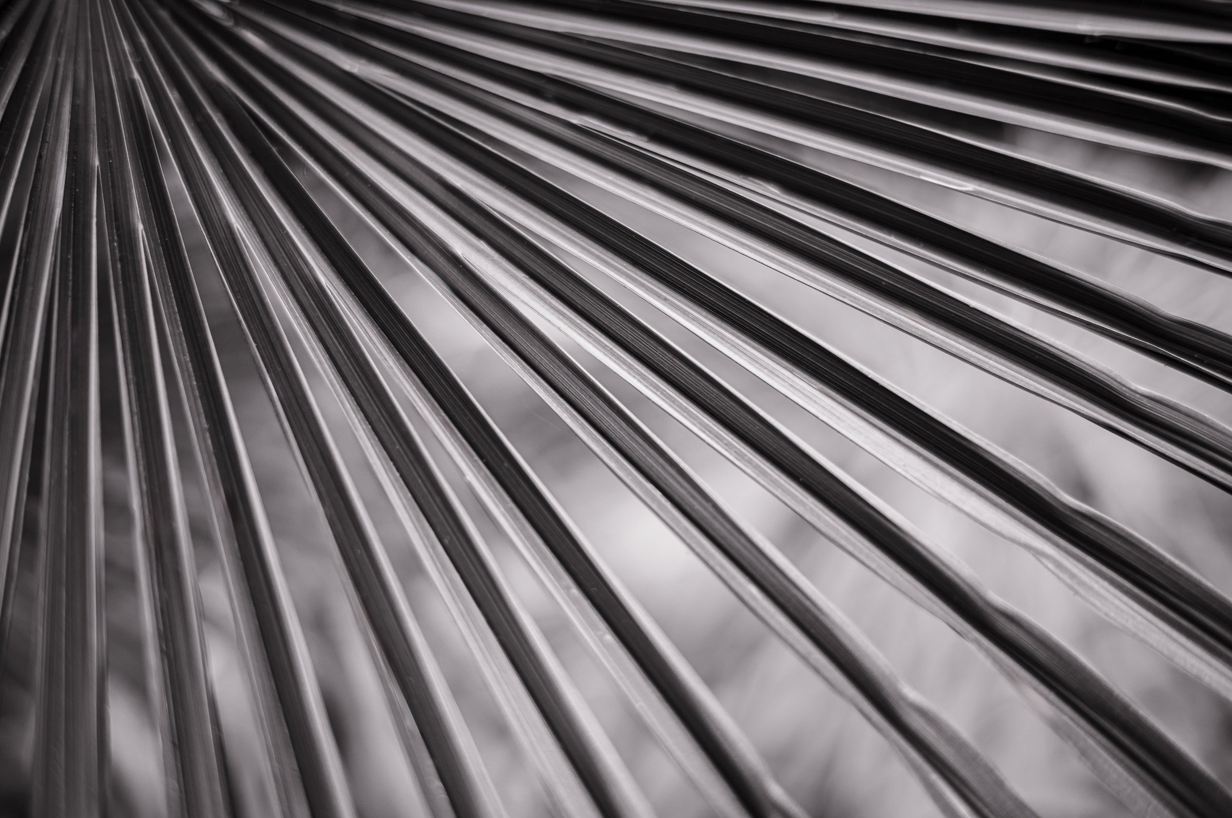 Palm Frond by Robert Ardinger