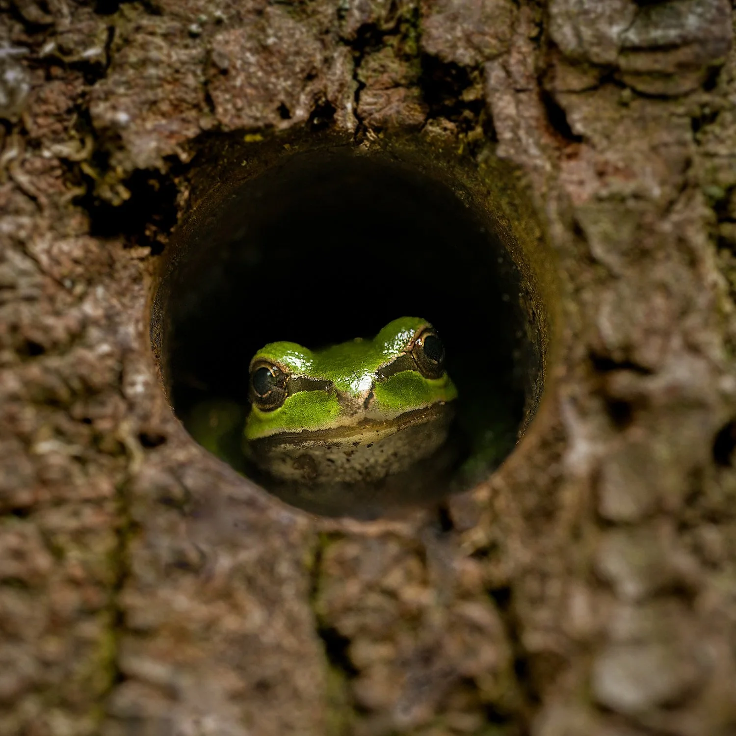 9th Place Tied (70 votes)
Peekaboo by Glen Wyatt 