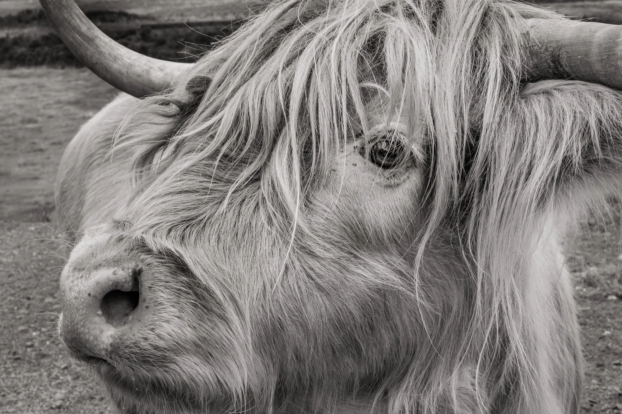 Coo (After) by Robert Ardinger
