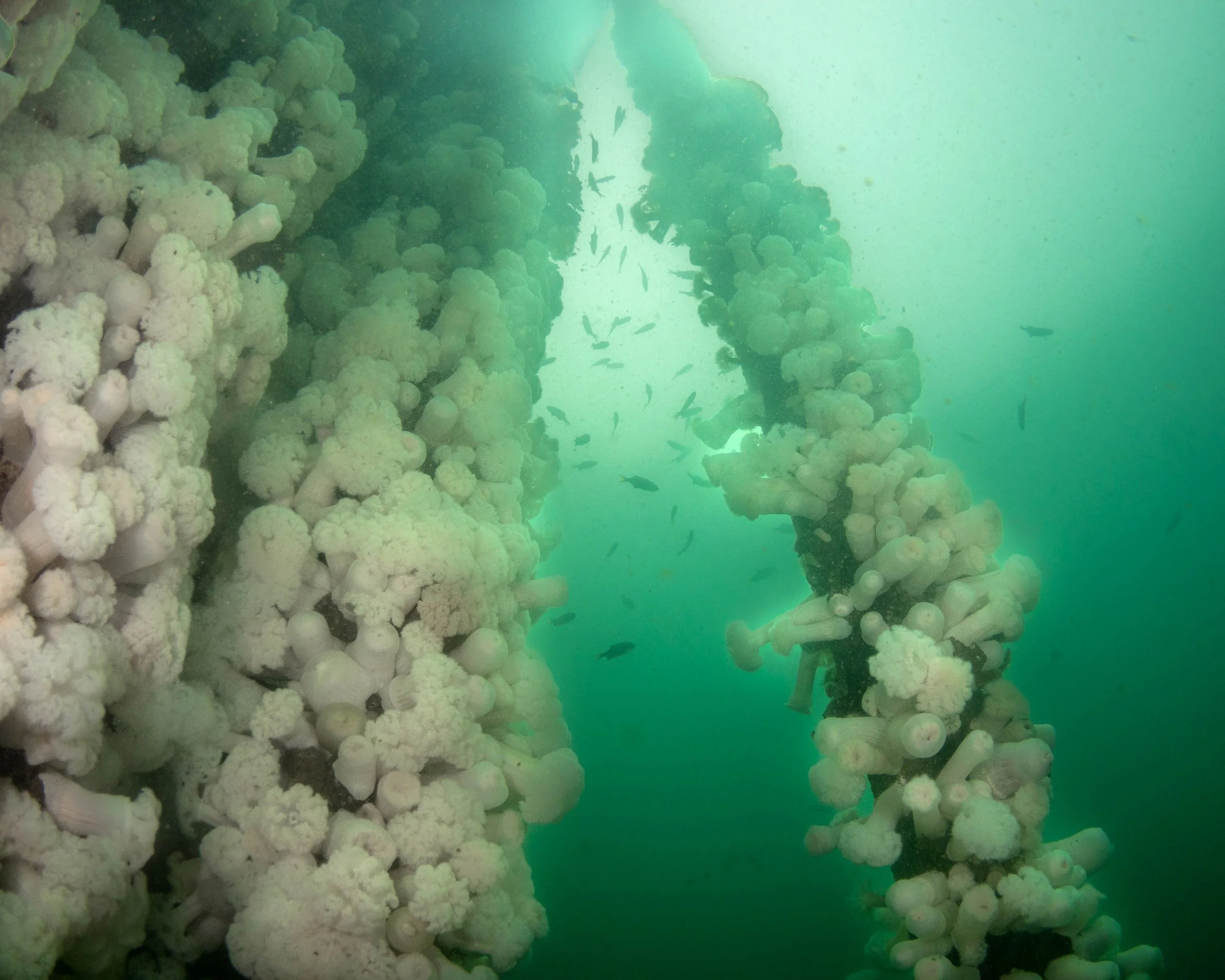 Pilings by Steve Hannuksela