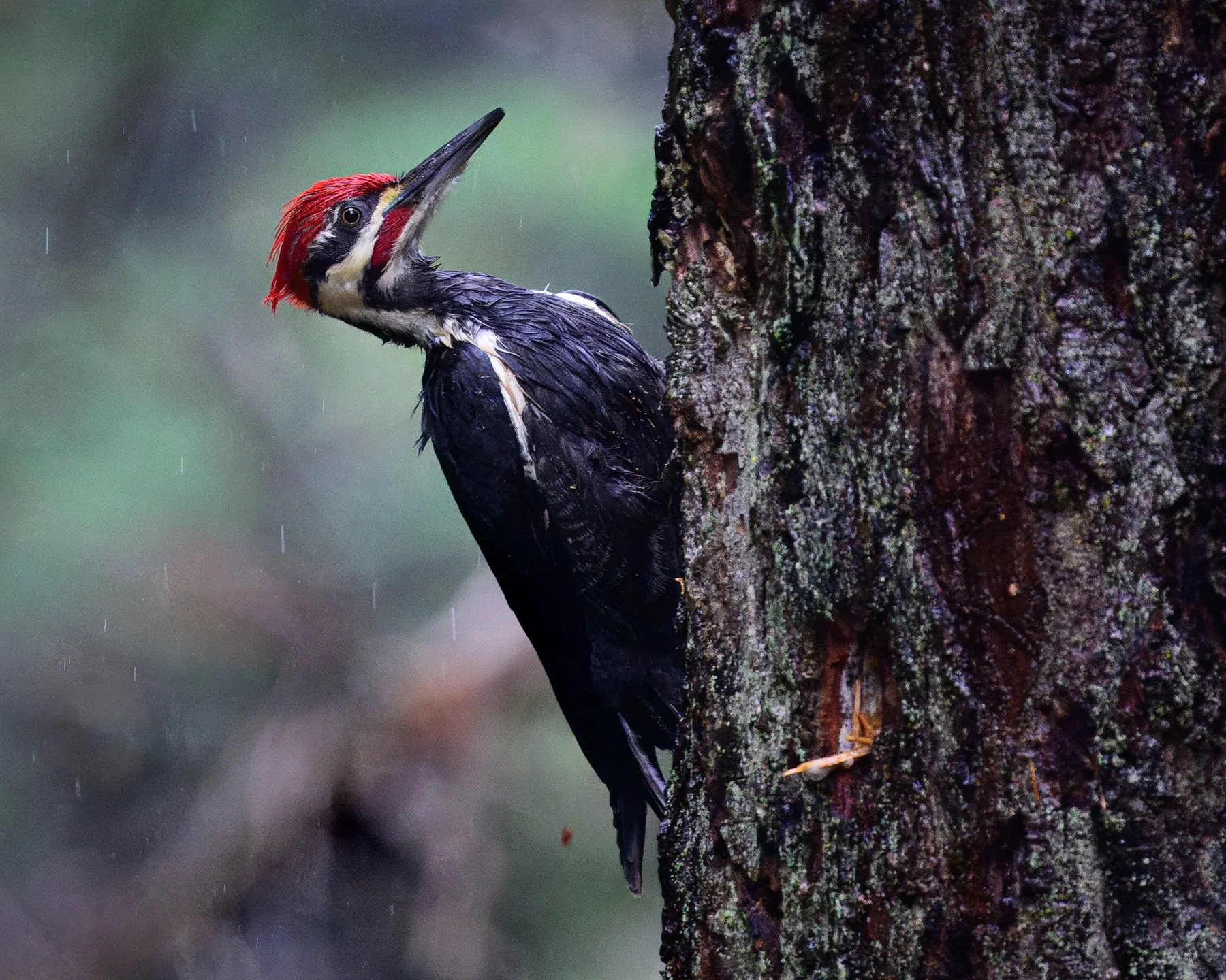 One Wet Woody by Glen Wyatt