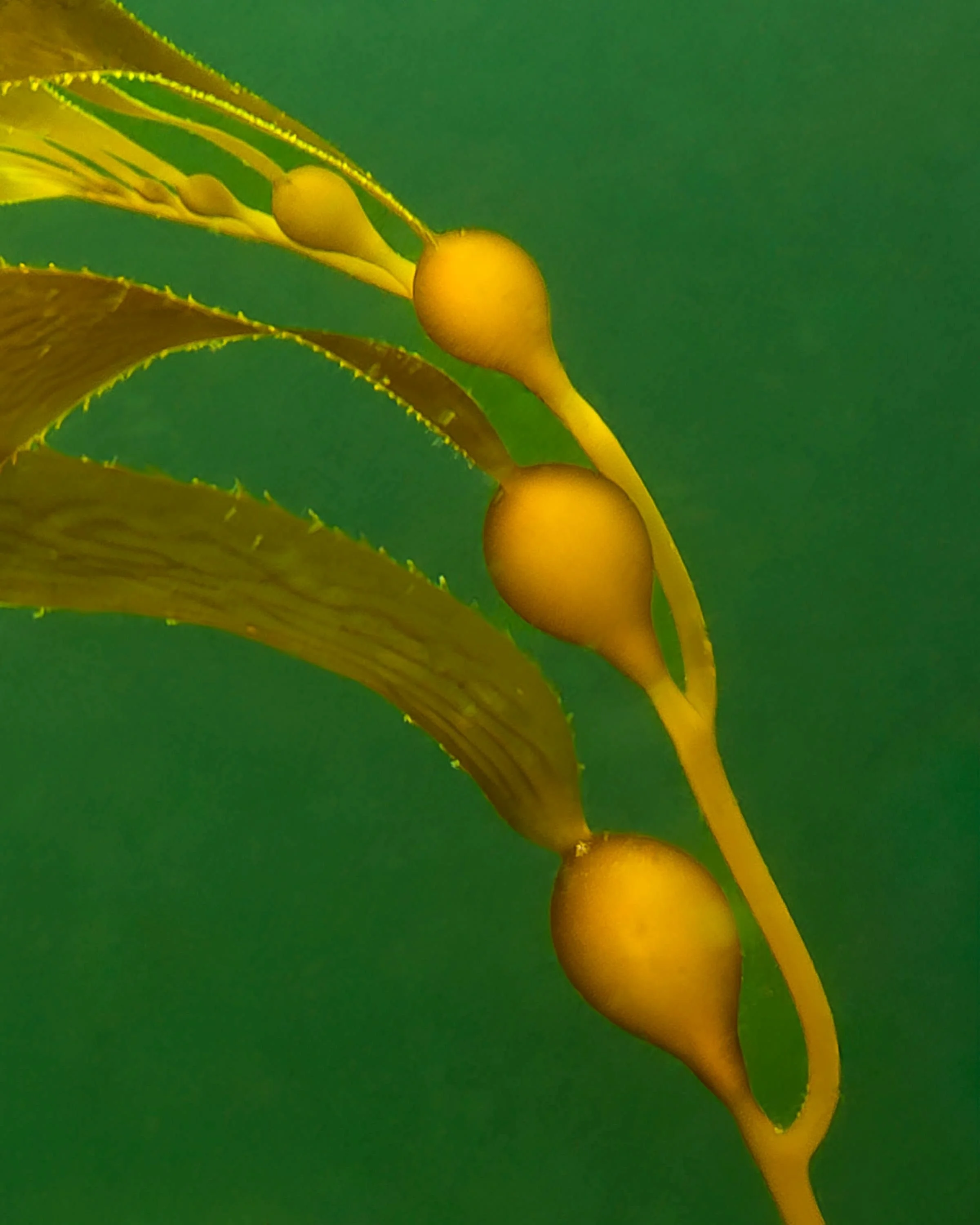 Giant Kelp by Steve Hannuksela