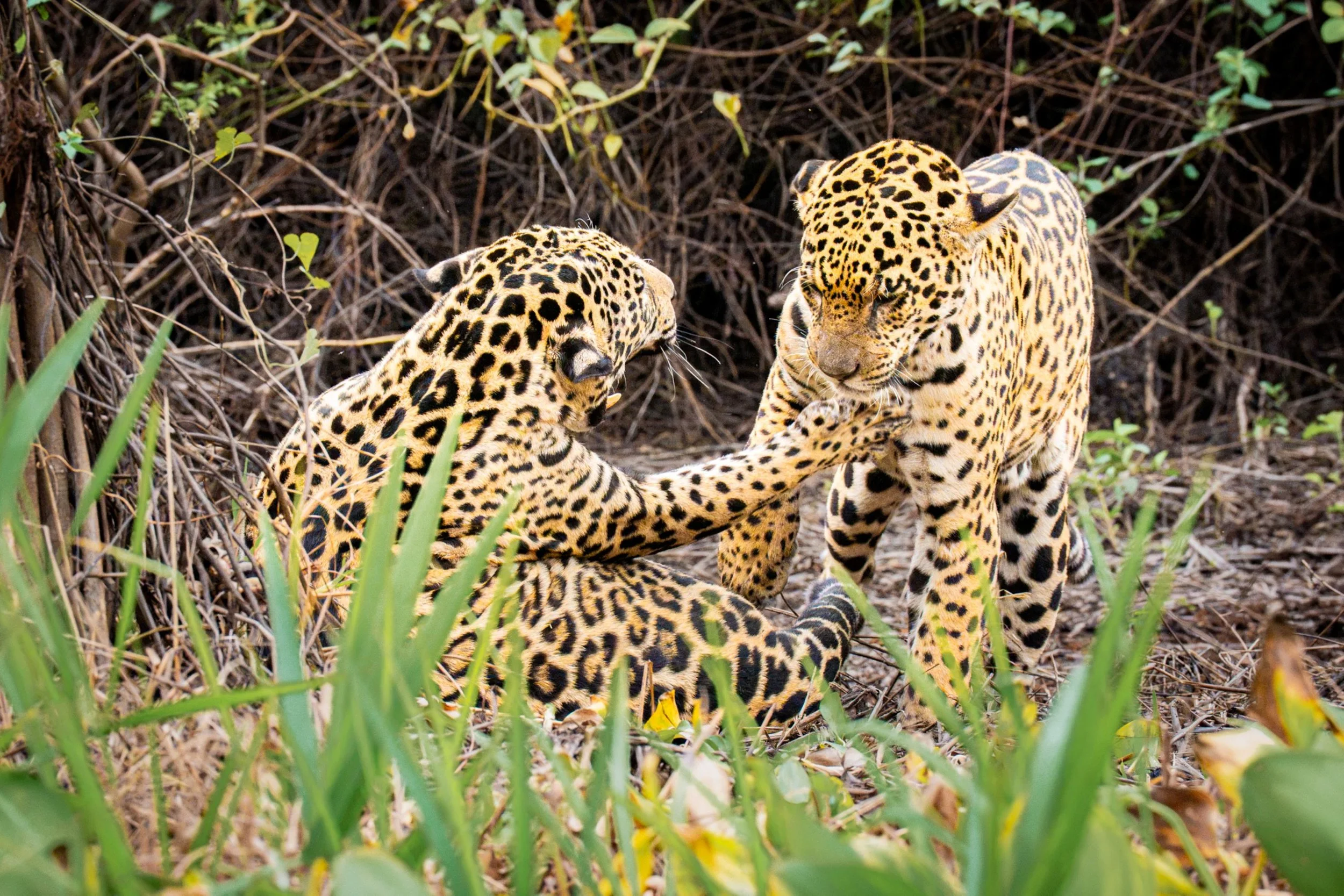 You Have Something on Your Chin by Jane Herzog