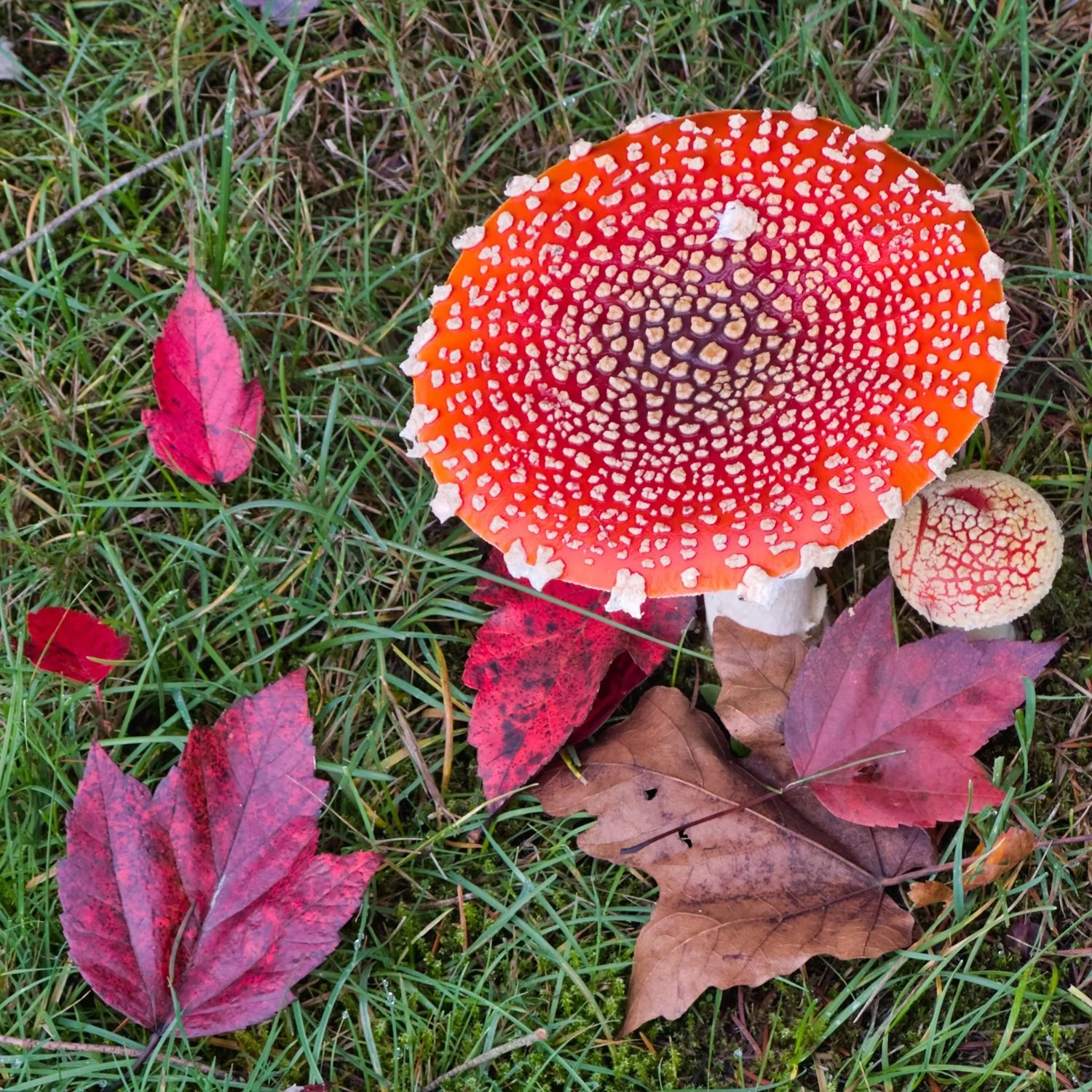 Amanitas by Paul Brians