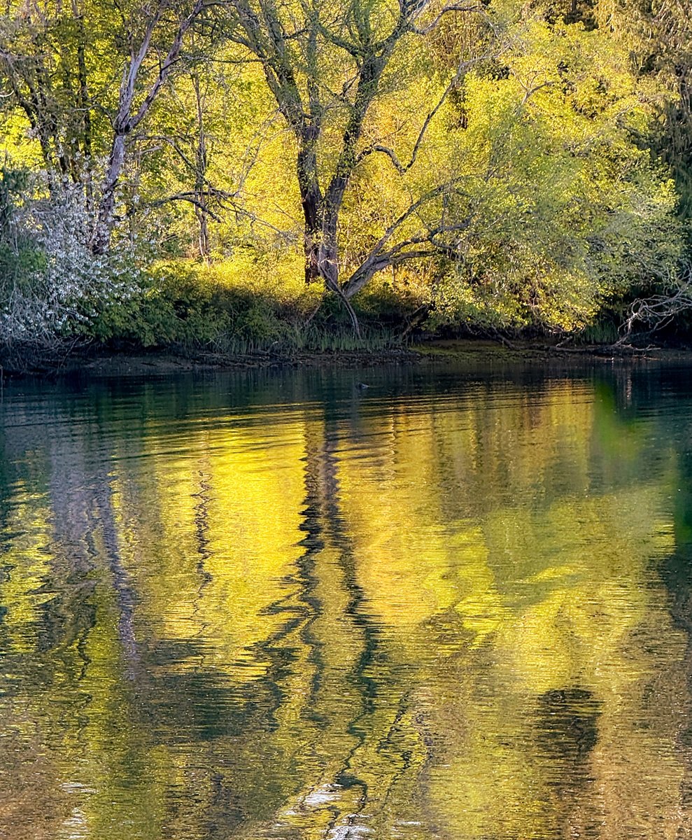 Canary Yellow Swagger by Cindy McGregor