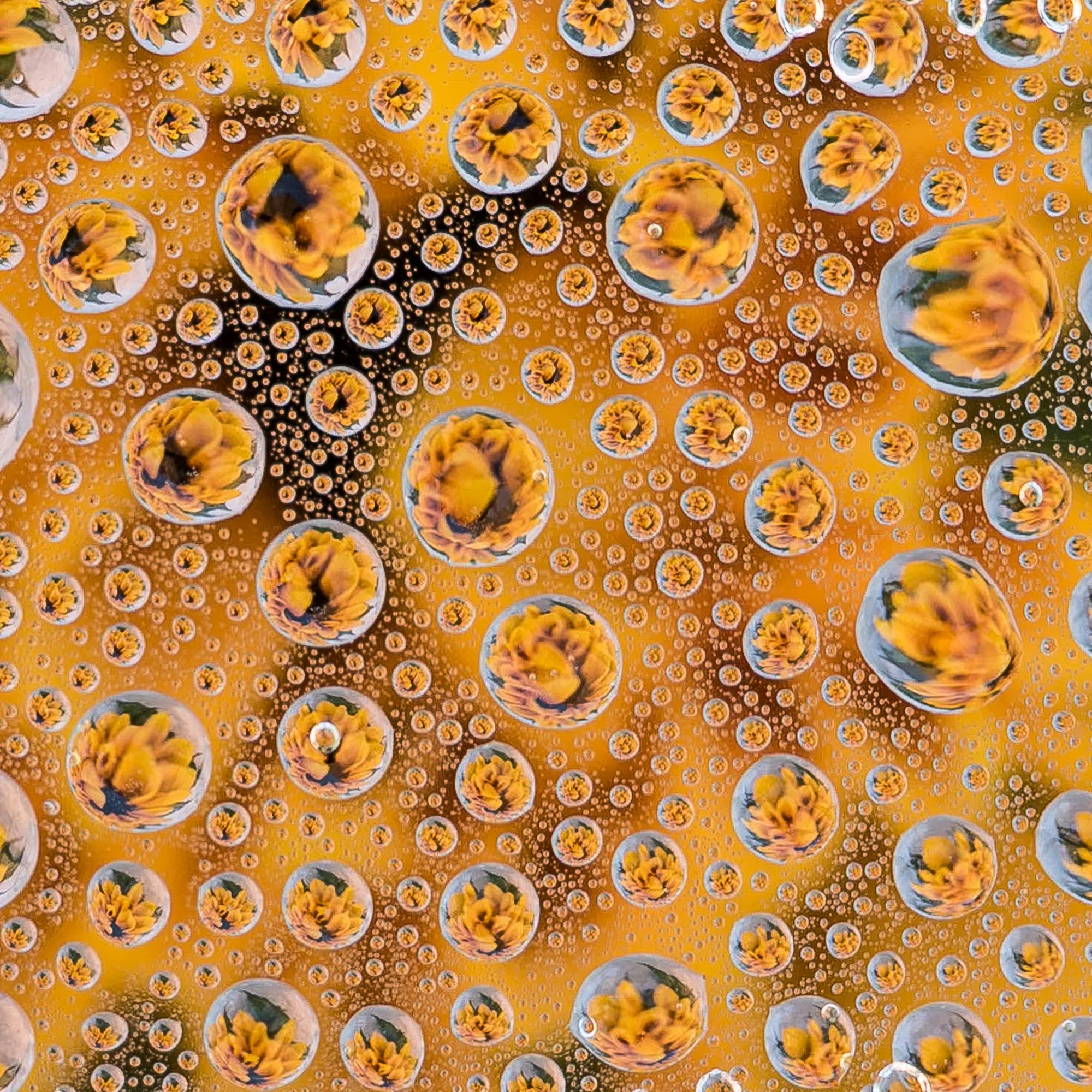 Drops (#2) by Grace Hensley