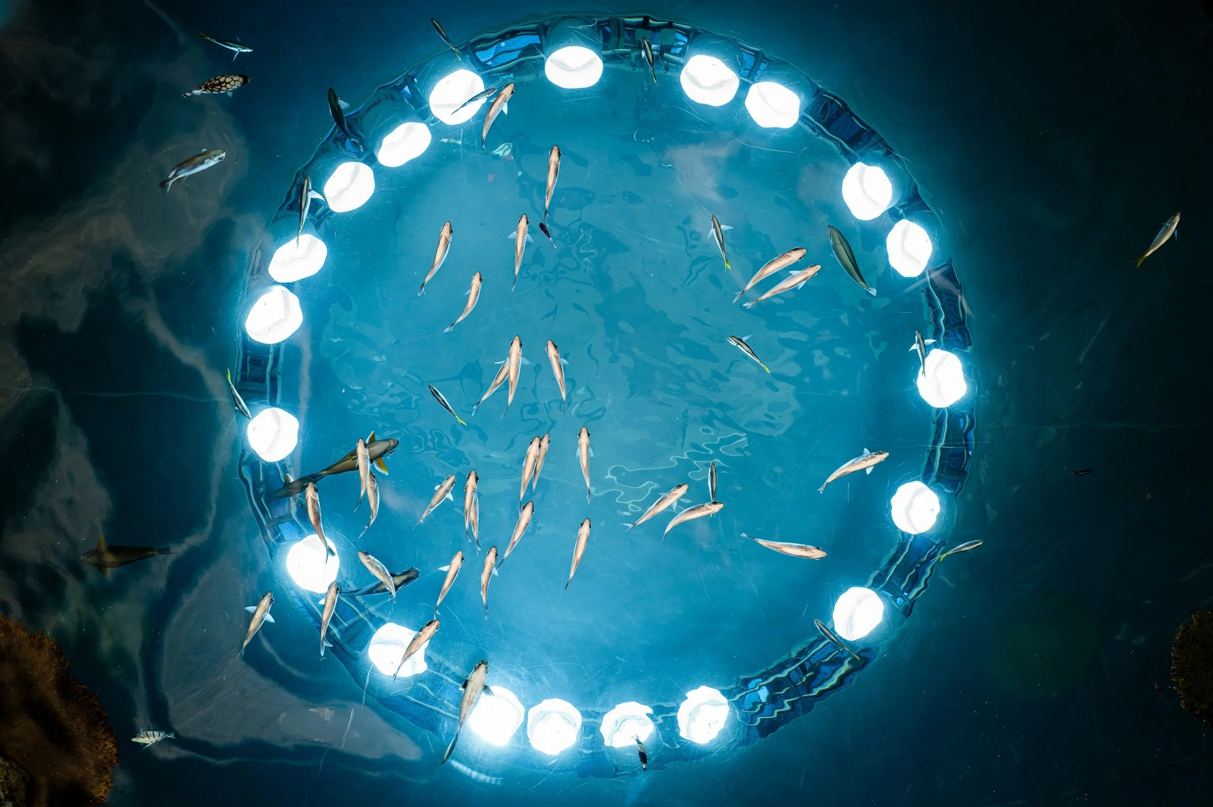 Ceiling, Seattle Aquarium by Robert Ardinger