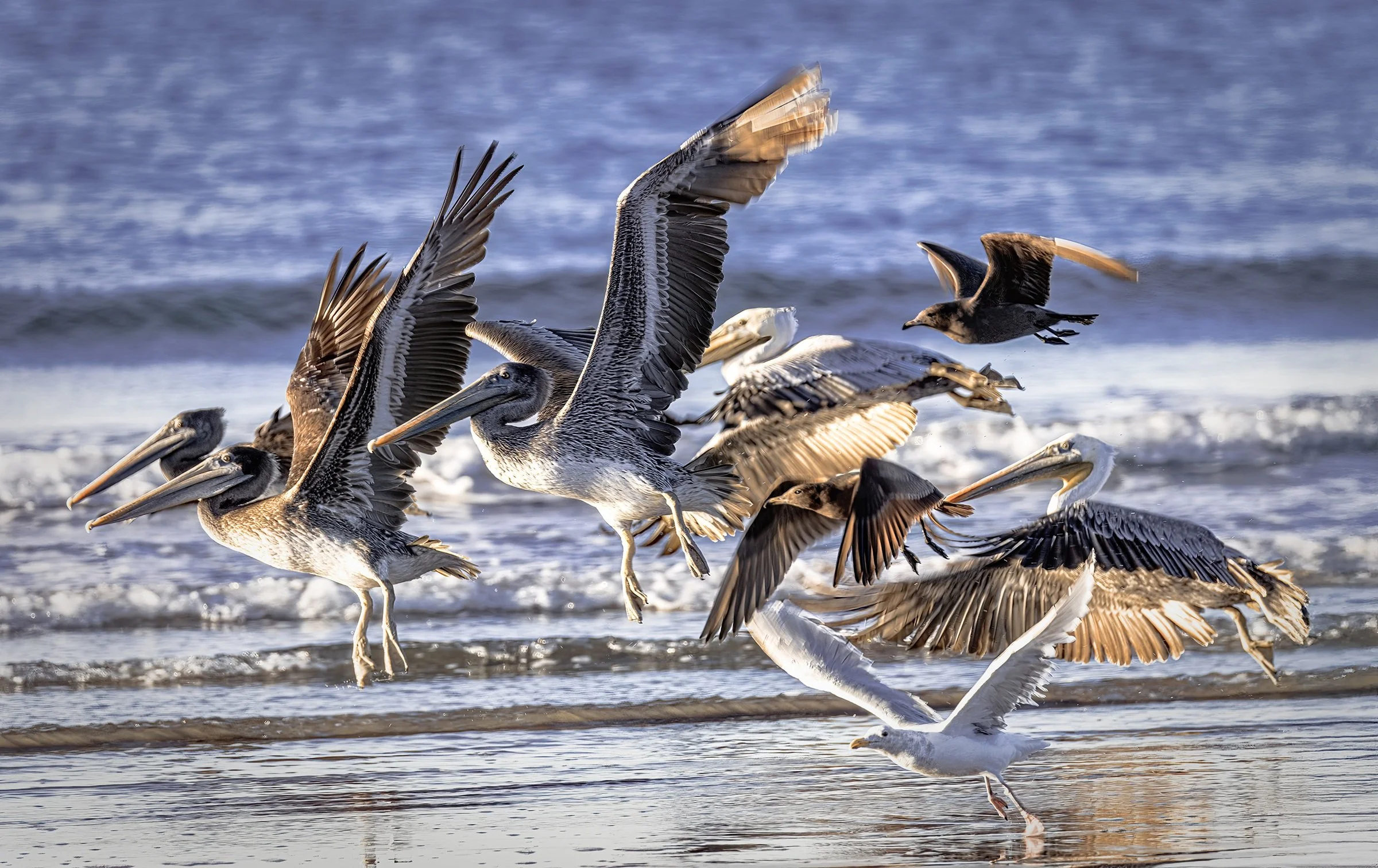 Eagle Incoming by Dawn Bockus