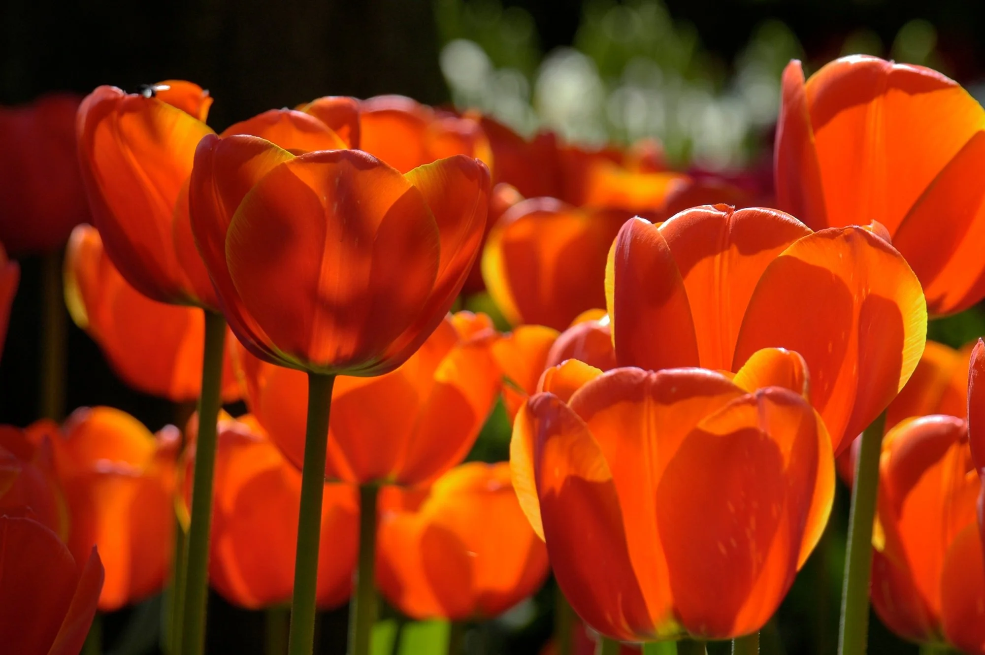 Flower Light (Before) by Richard Mancuso