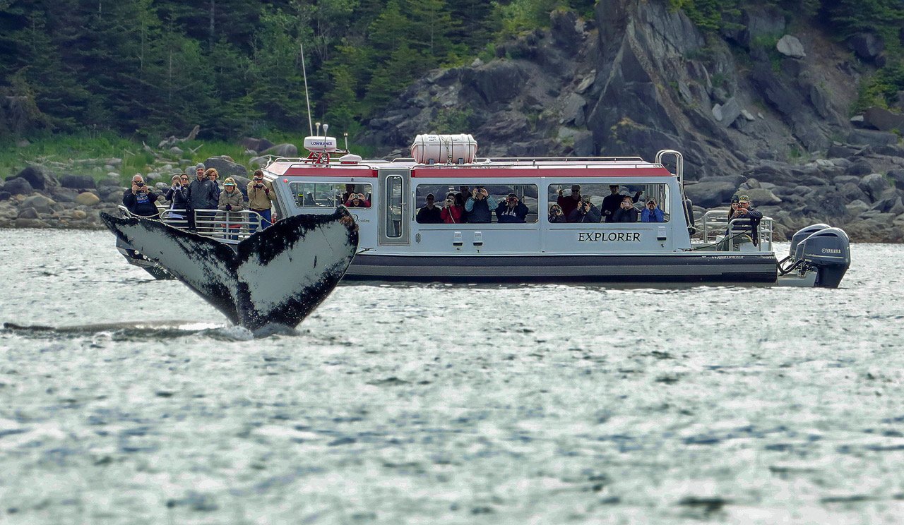 Whale Watching up-close by Tom Corchero