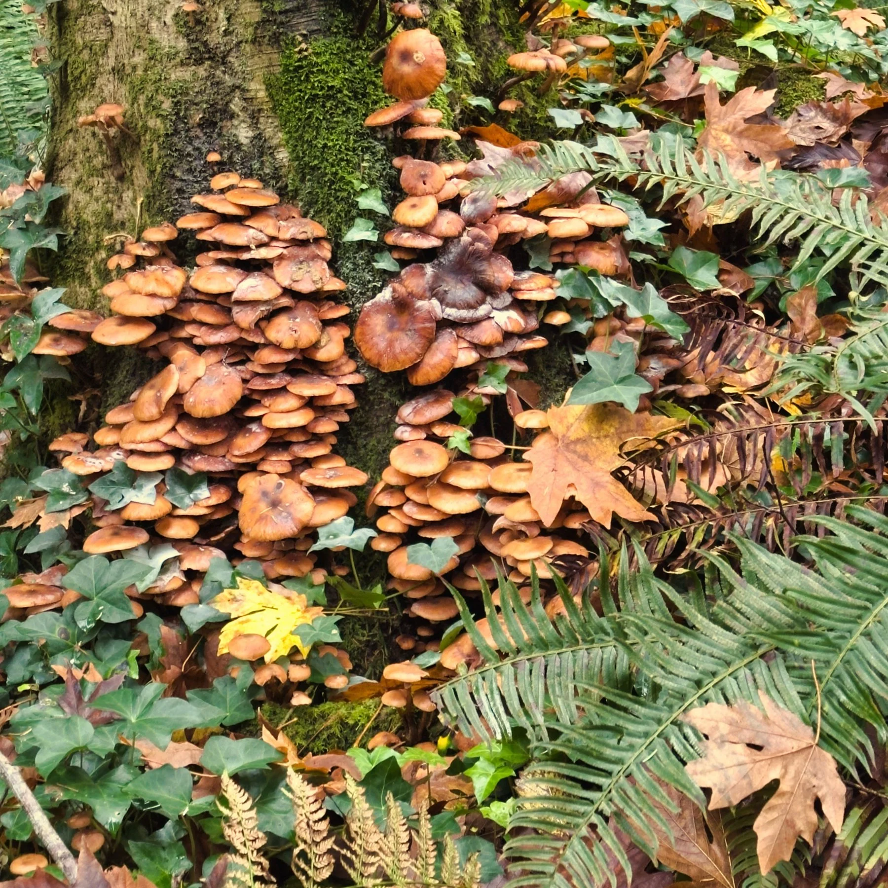 Mushrooms in the Fairy Dell by Paul Brians