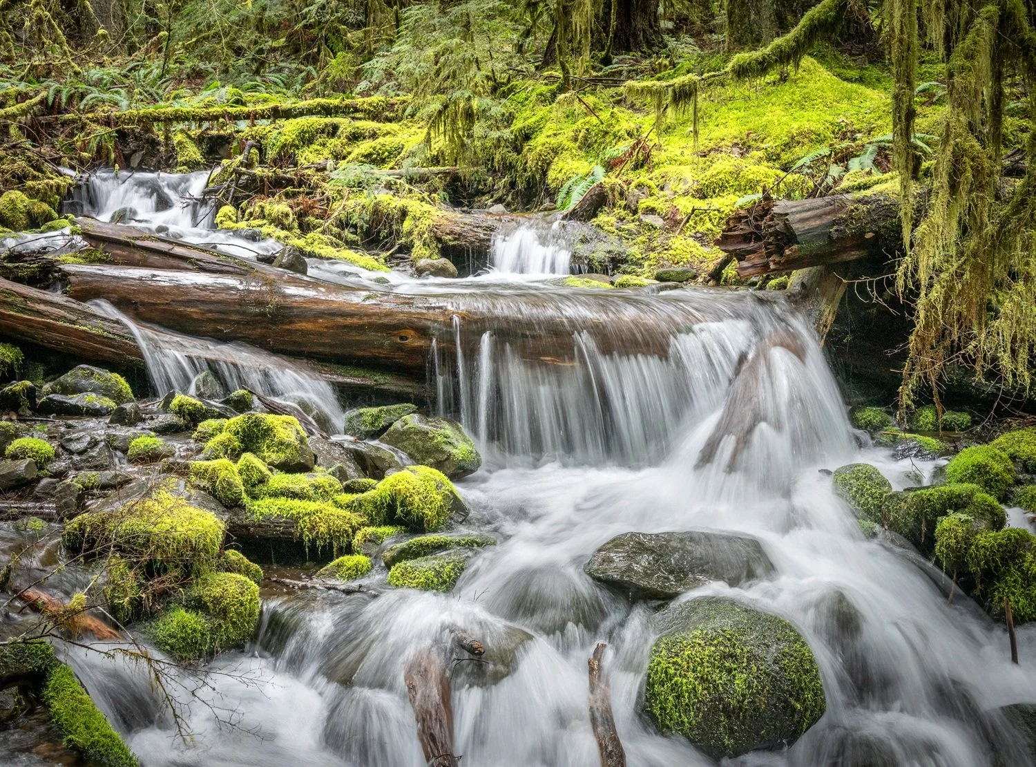 Sol Duc Trail by Diane Hutchings