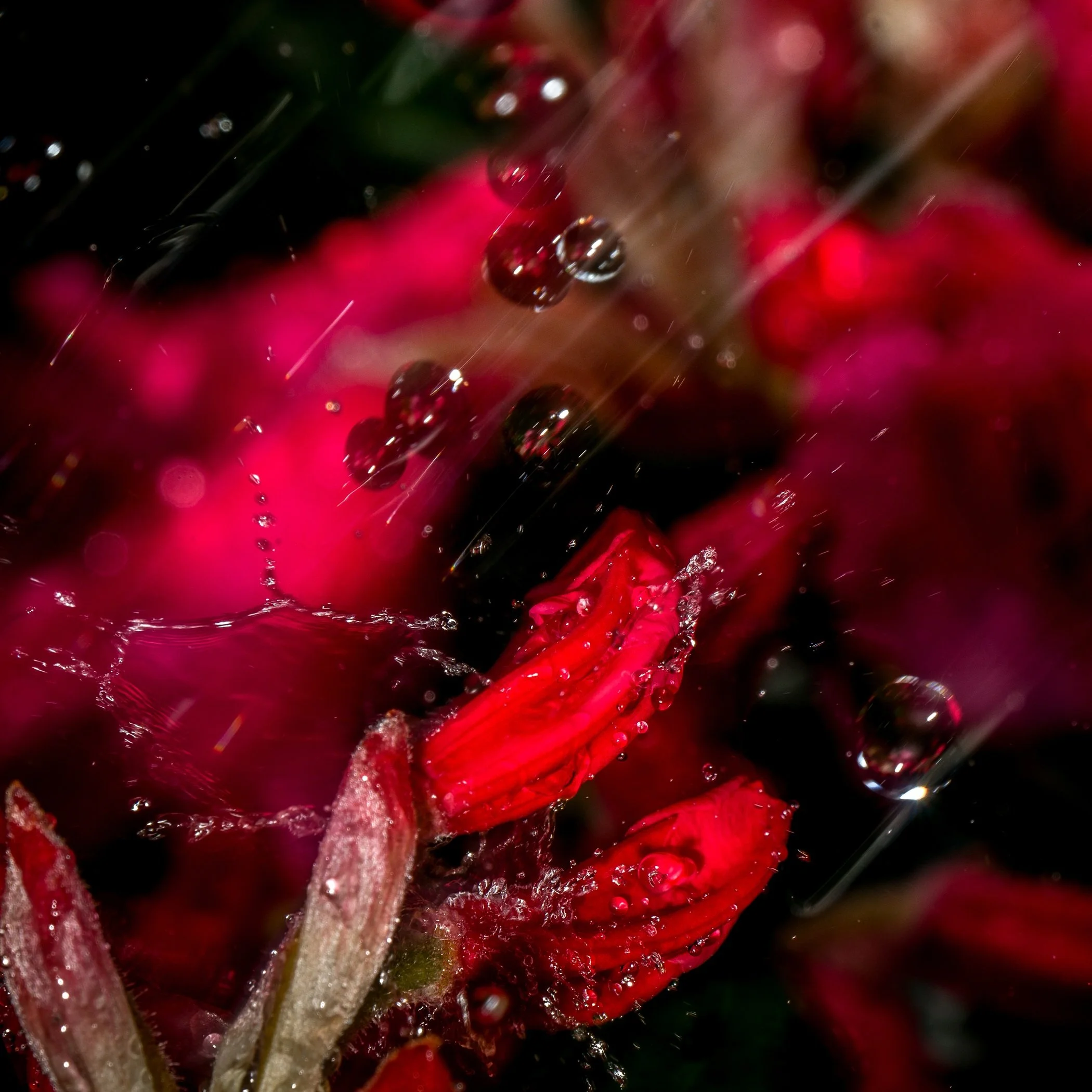 Watering by Glen Wyatt