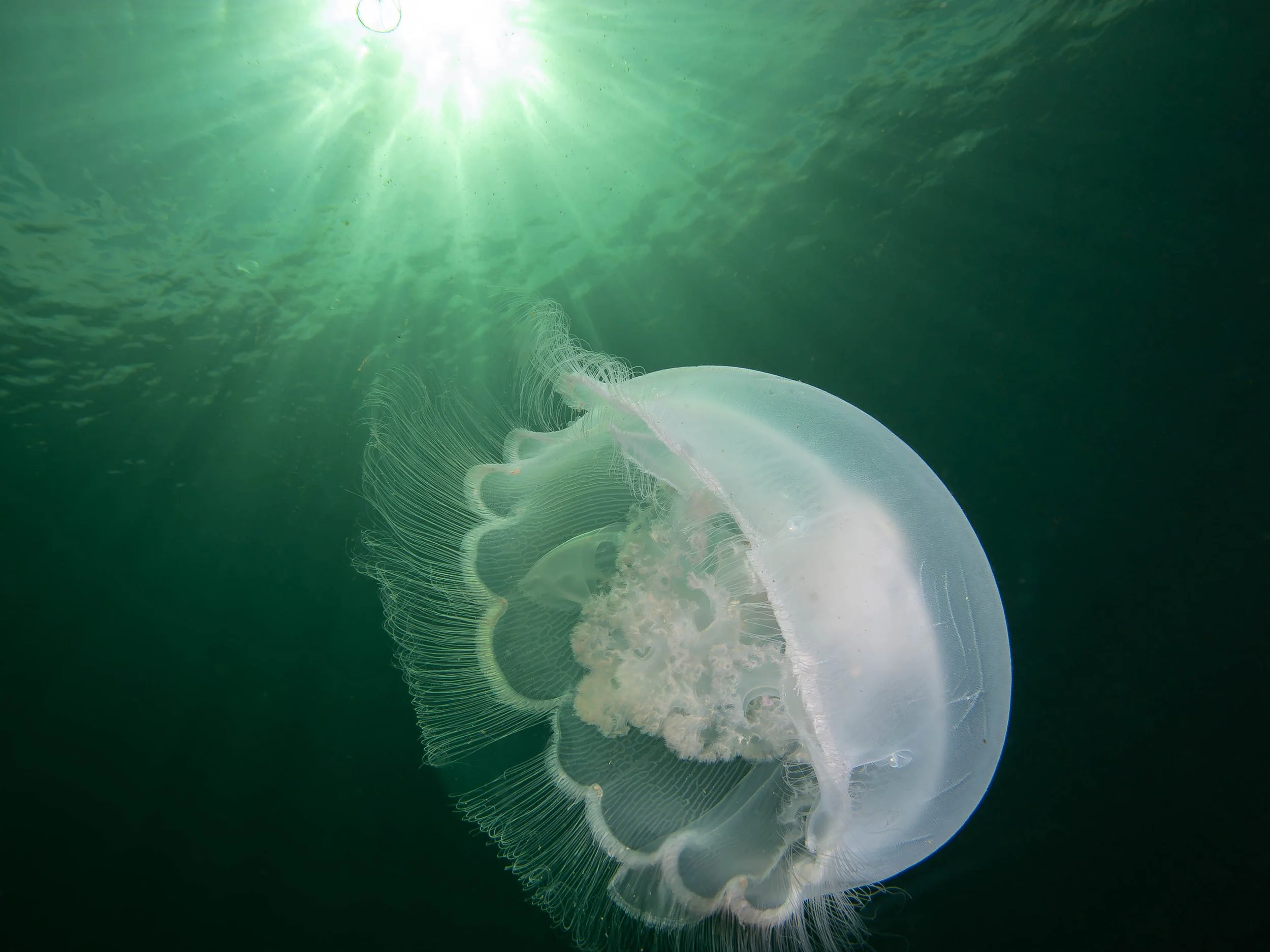 Moon Jelly by Steve Hannuksela