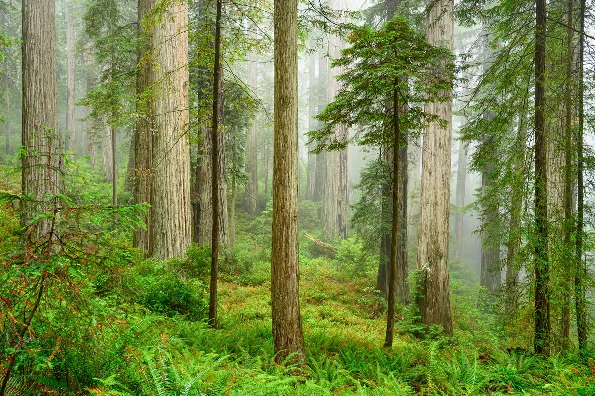 8th Place (71 votes)
Jedediah Smith Redwoods by Robert Ardinger 