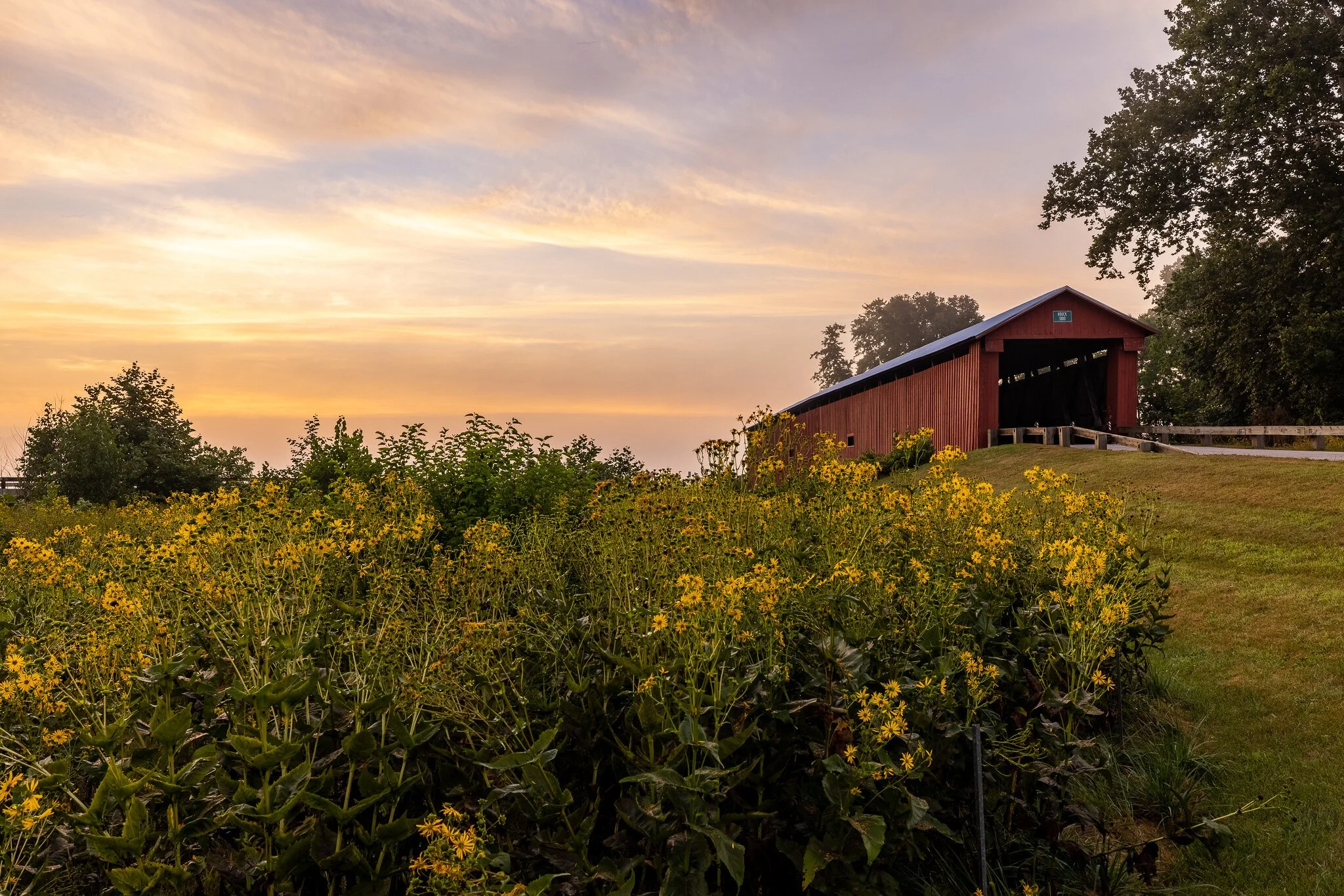 A red barn on a grassy hill with yellow flowers in the foreground and trees in the background during sunset.