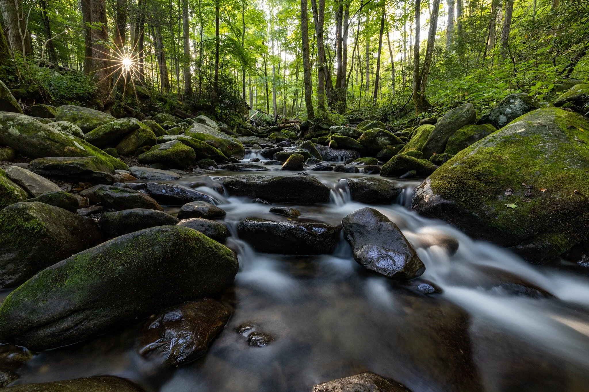 A peaceful forest stream flowing over and around moss-covered rocks, with sunlight filtering through dense green trees.