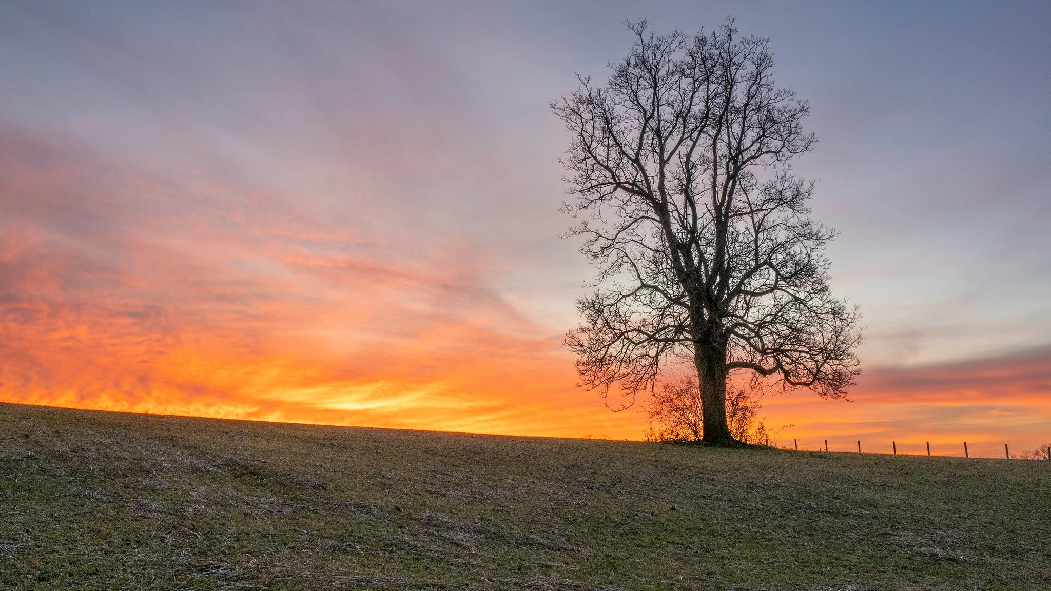 A leafless tree on a grassy hill at sunset, with colorful orange and purple sky in the background.