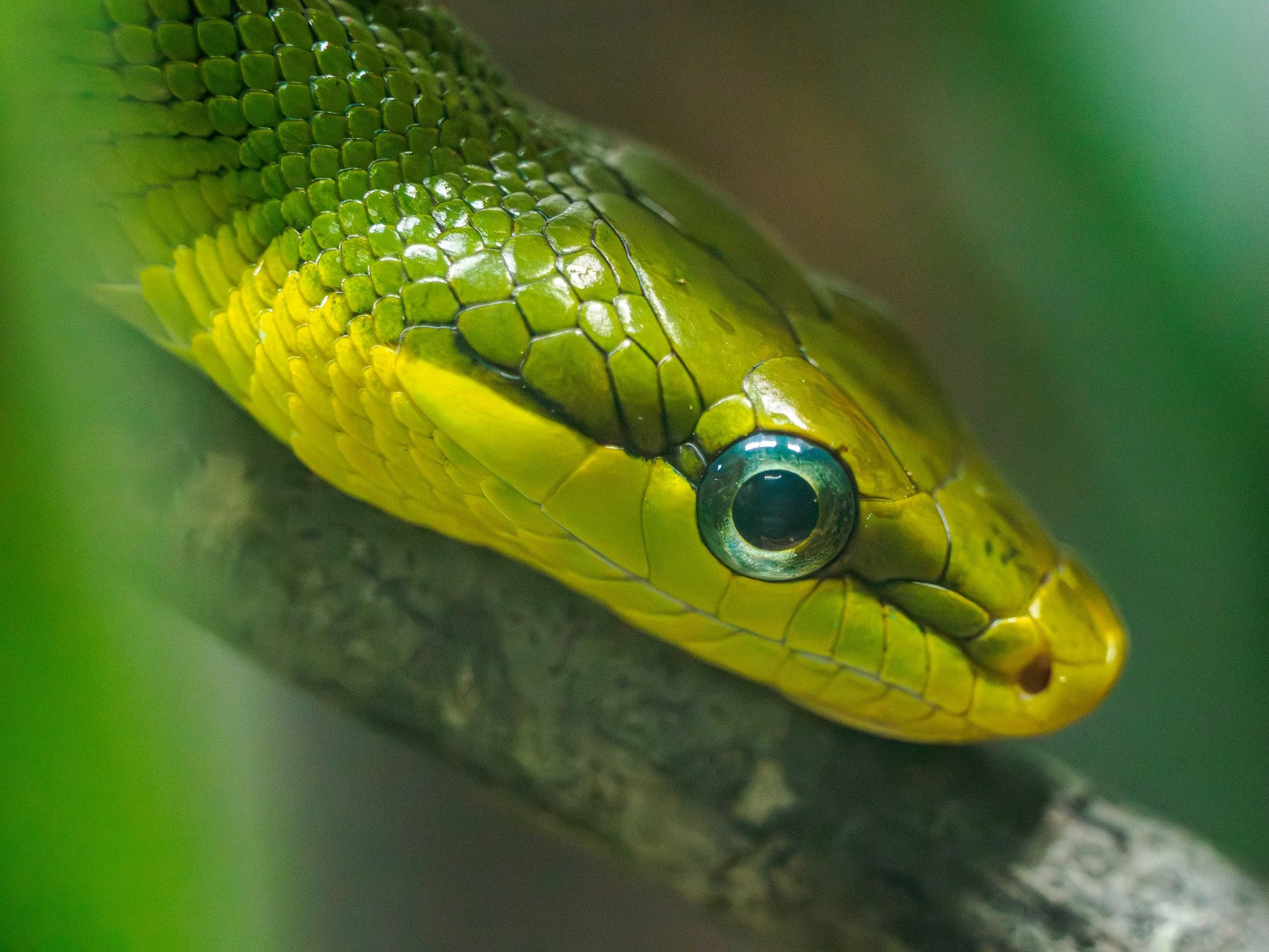 Close-up of a green snake head with scales and large black eye, resting on a branch surrounded by green leaves.