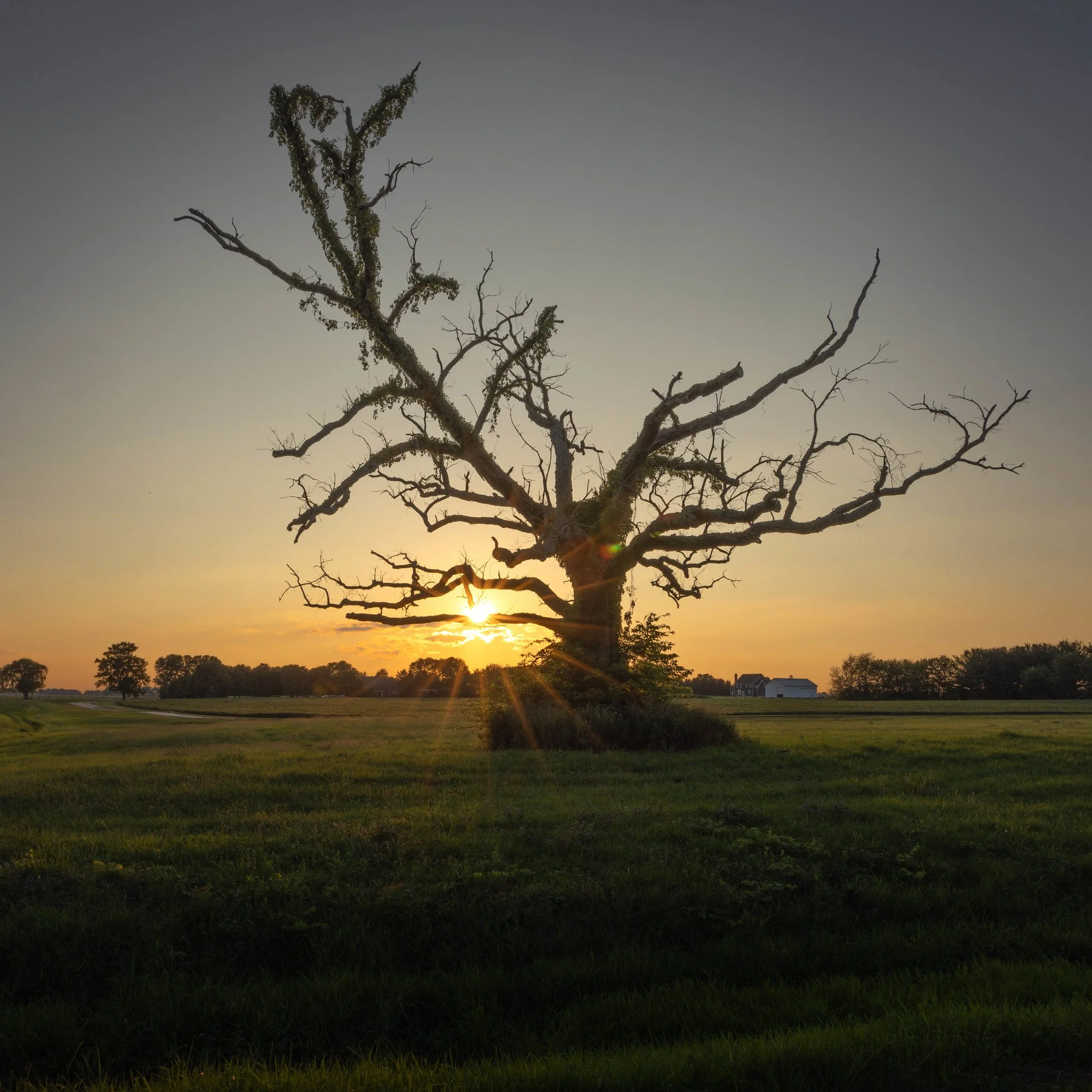 A leafless, dead tree standing in a grassy field during sunset with the sun near the horizon, casting a warm glow and long shadows.