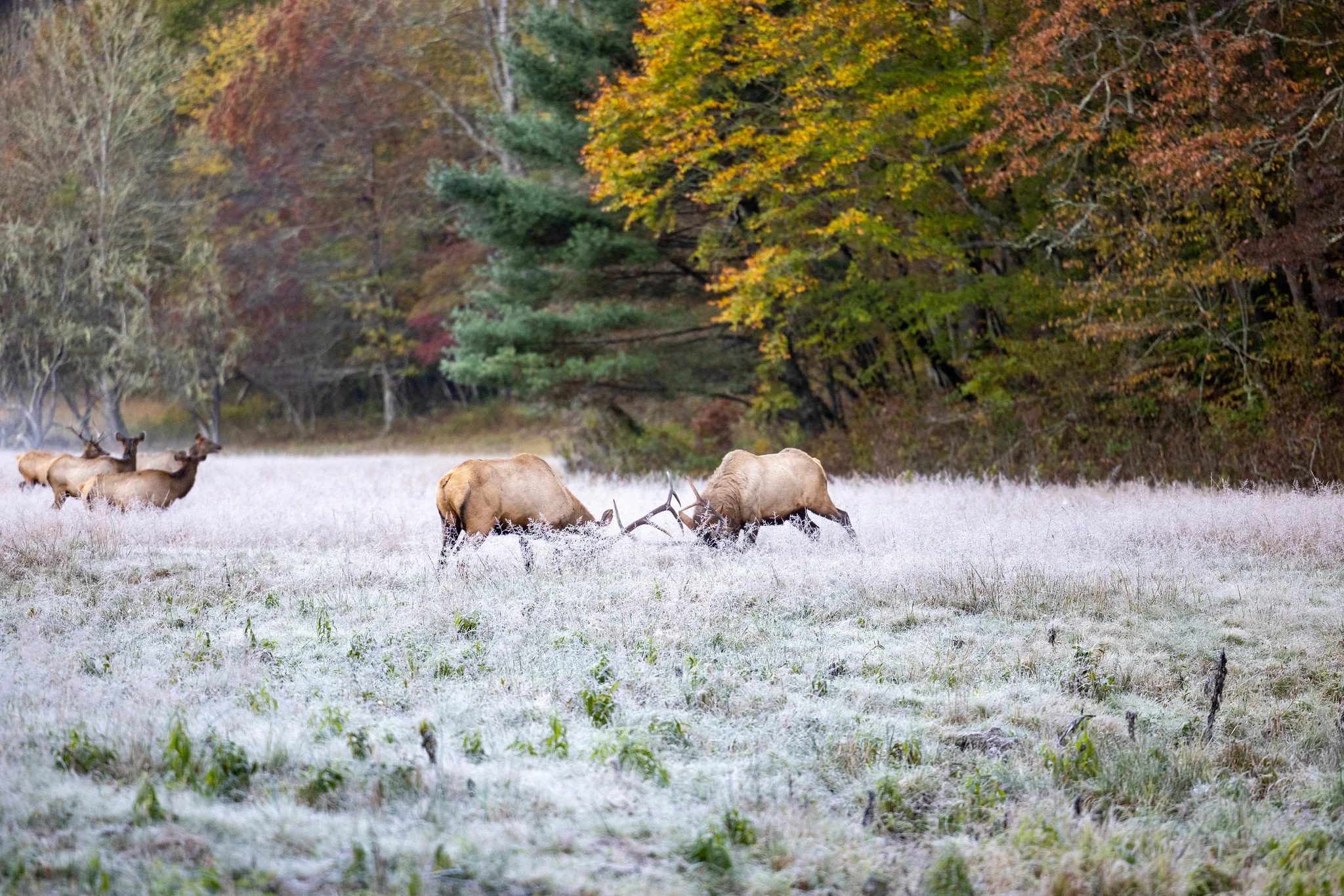Elk grazing in a foggy field with colorful autumn trees in the background.
